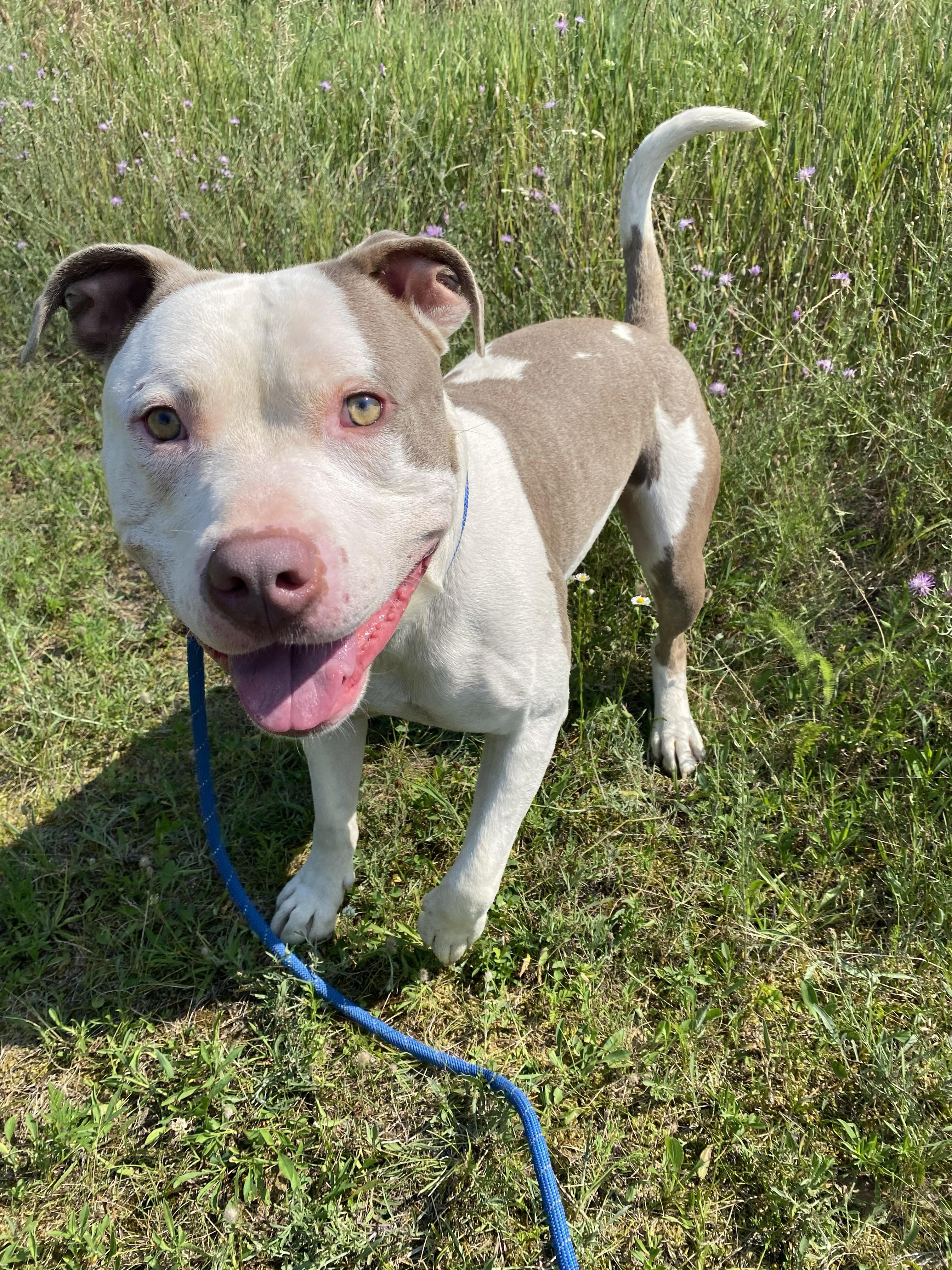 Enlarge Fizzle, a Adoptable mixed breed in Allegan, MI image 4/5