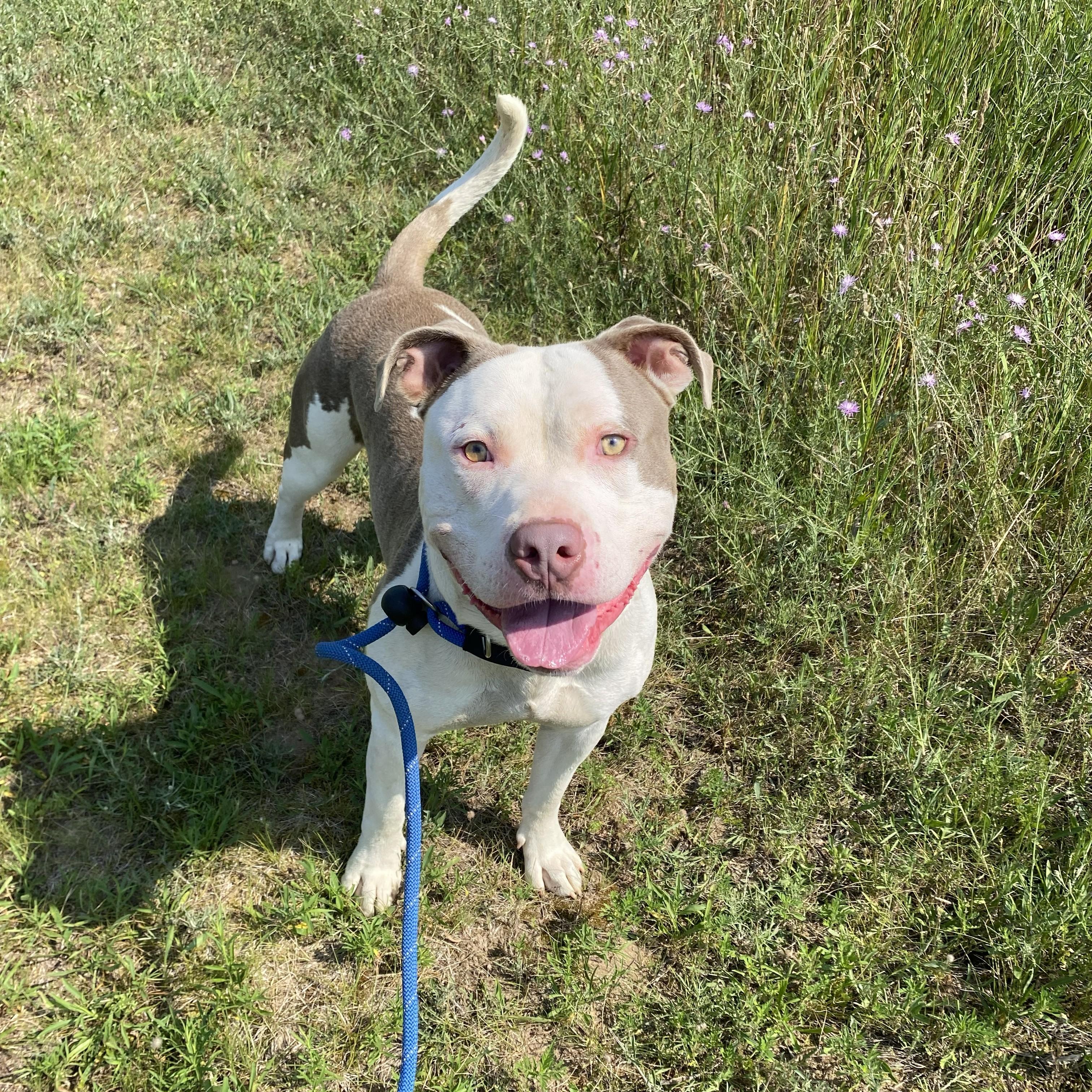 Enlarge Fizzle, a Adoptable mixed breed in Allegan, MI image 3/5