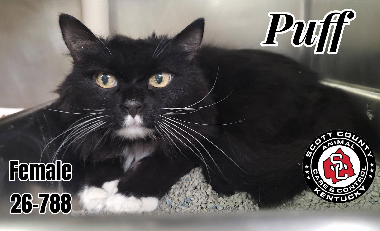 Enlarge Puff, a Adoptable Domestic Long Hair in Georgetown, KY image 1/1