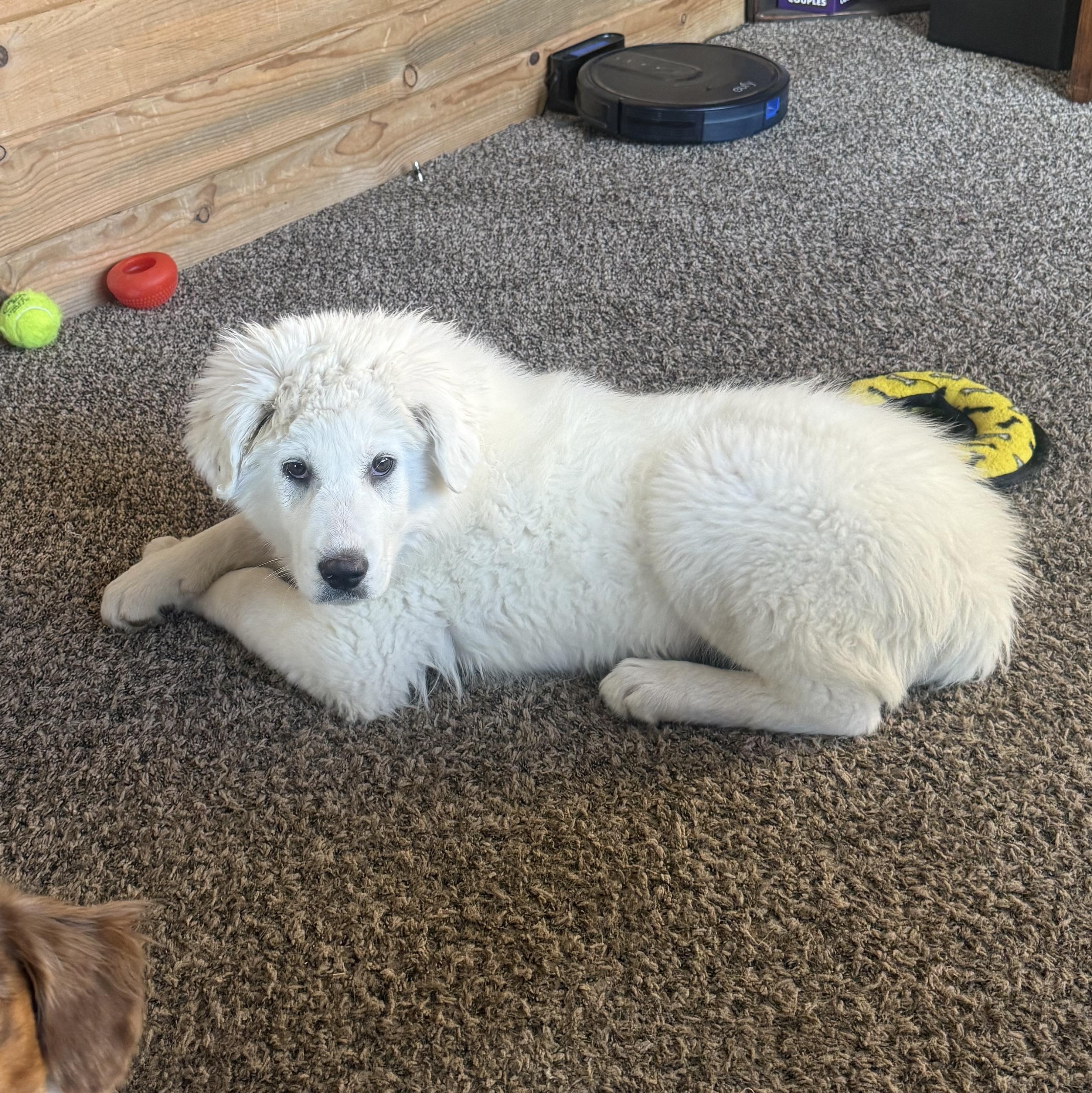 Nivea, adopted, Puppy Female Akbash.