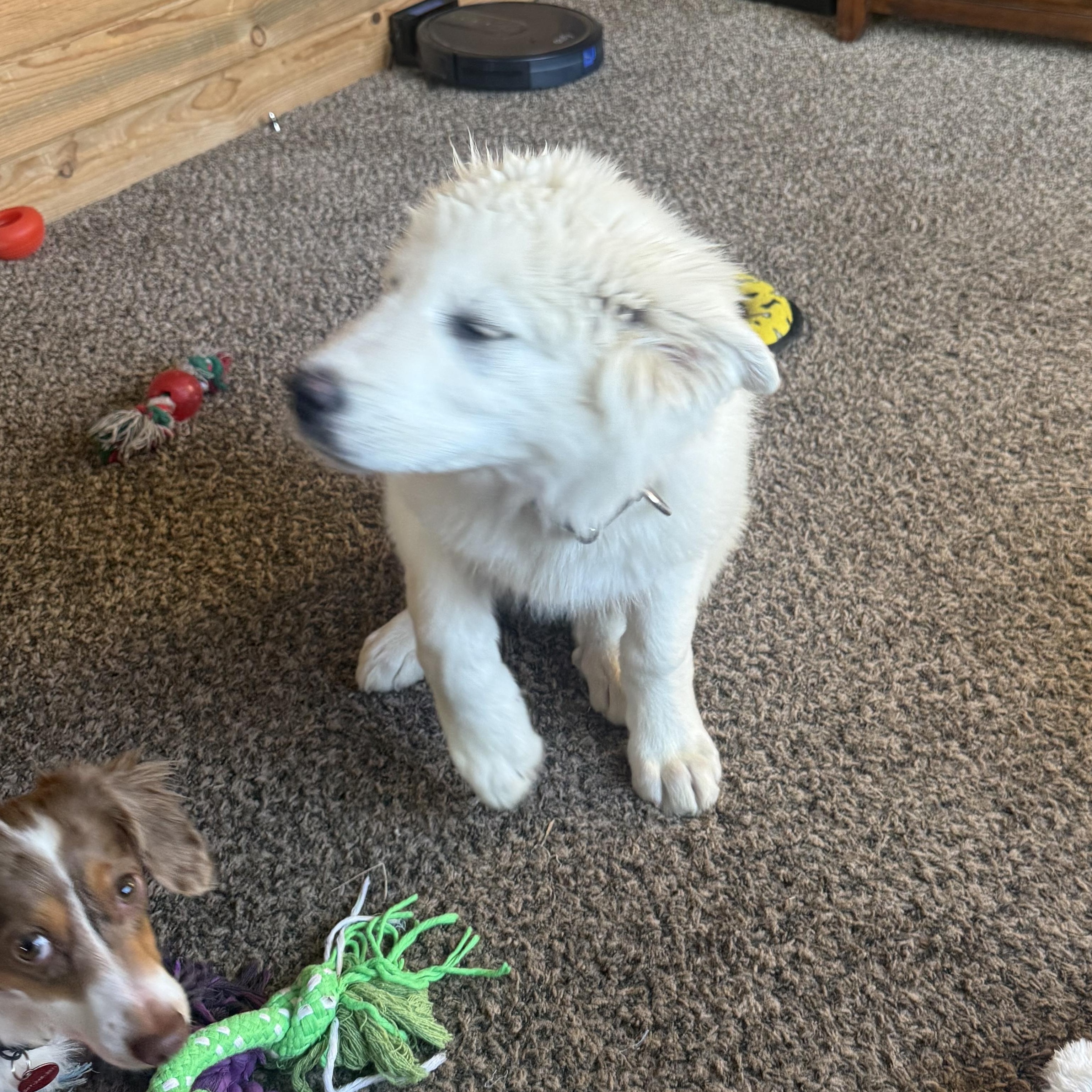Nivea, an adopted Akbash in Thayne, WY image 2/3