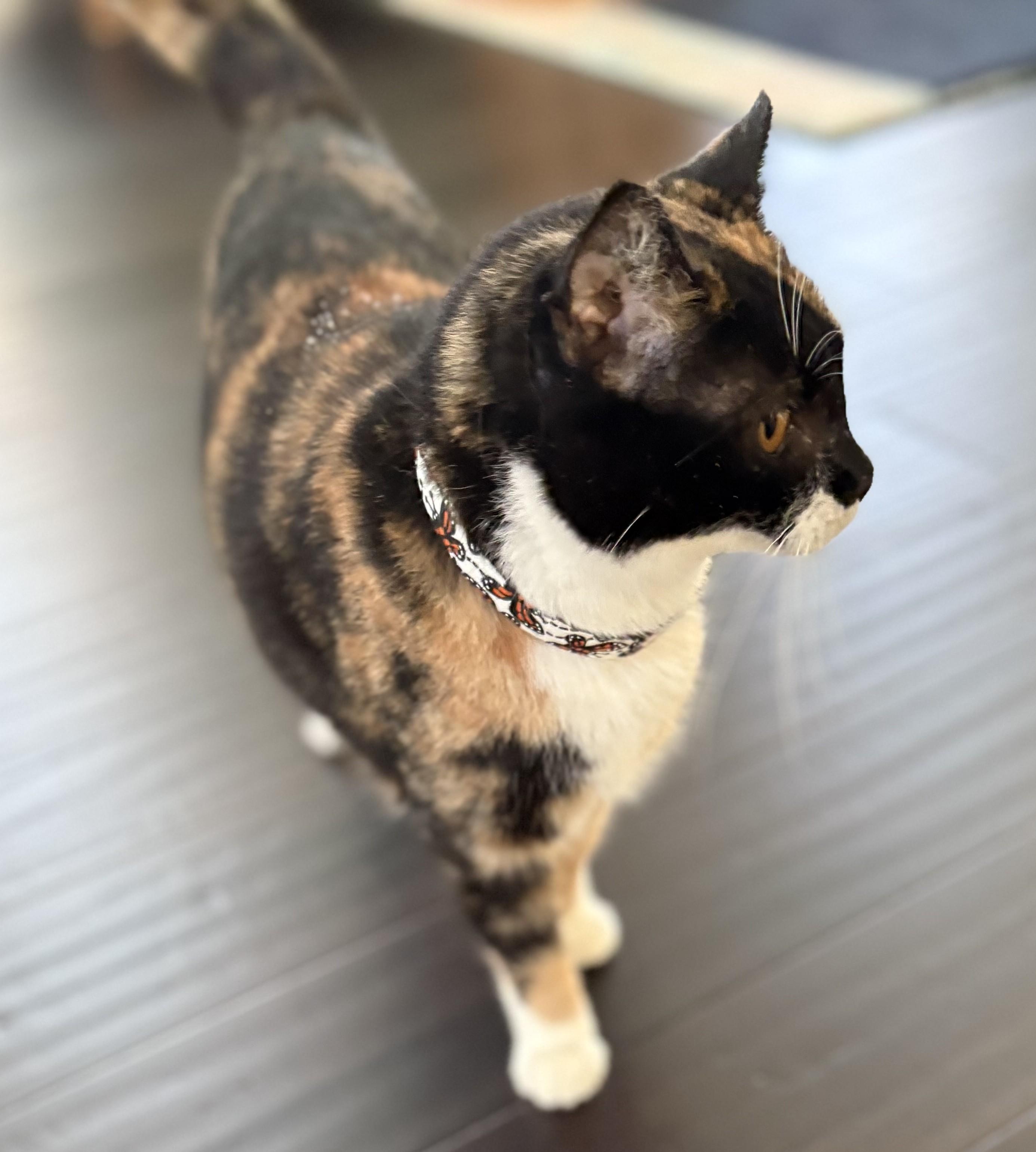 Enlarge Casey, a Adoptable American Shorthair in Hot Springs, AR image 5/6