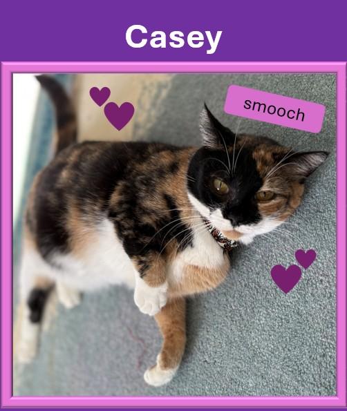 Enlarge Casey, a Adoptable American Shorthair in Hot Springs, AR image 1/6