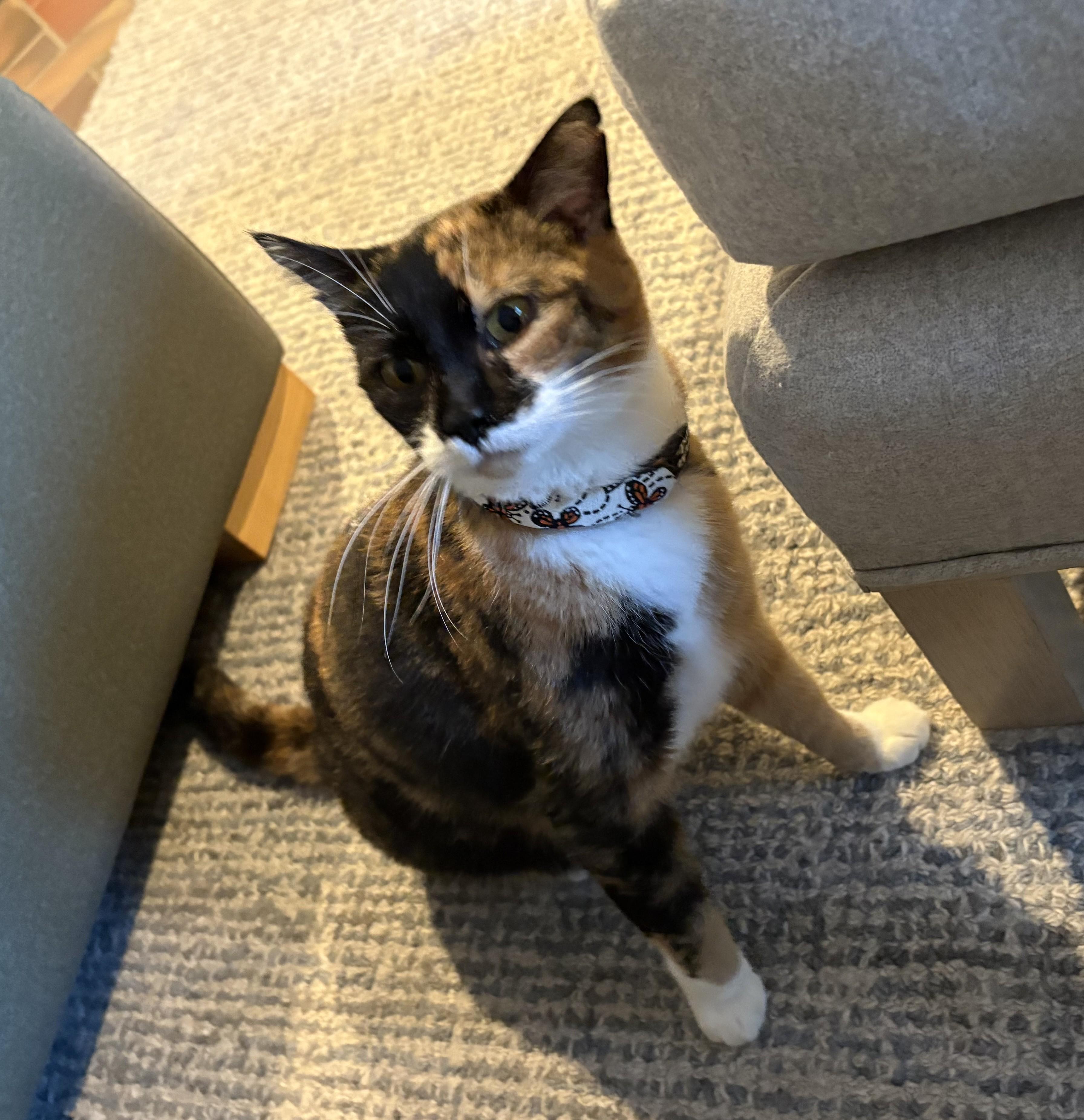 Enlarge Casey, a Adoptable American Shorthair in Hot Springs, AR image 3/6