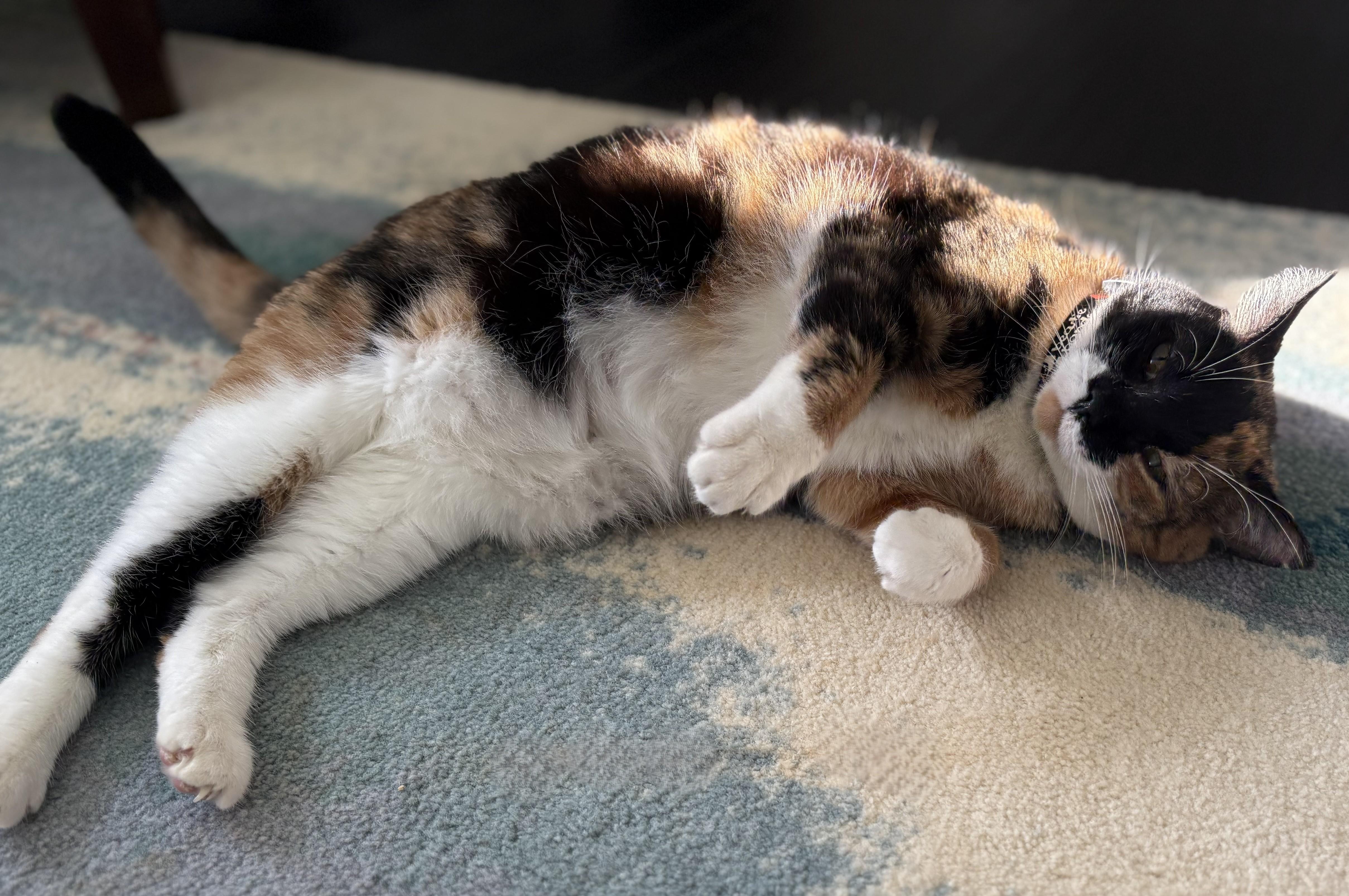 Enlarge Casey, a Adoptable American Shorthair in Hot Springs, AR image 4/6