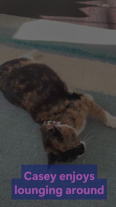 Enlarge Casey, a Adoptable American Shorthair in Hot Springs, AR video 6/6