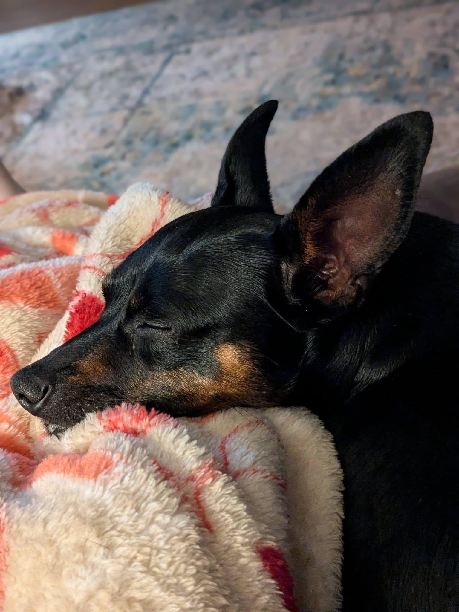 Enlarge Tammy, an adopted Miniature Pinscher in Powder Springs, GA image 2/4