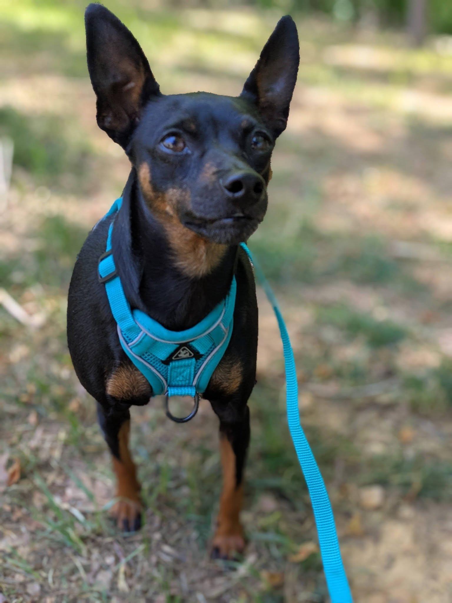 Enlarge Tammy, an adopted Miniature Pinscher in Powder Springs, GA image 1/4