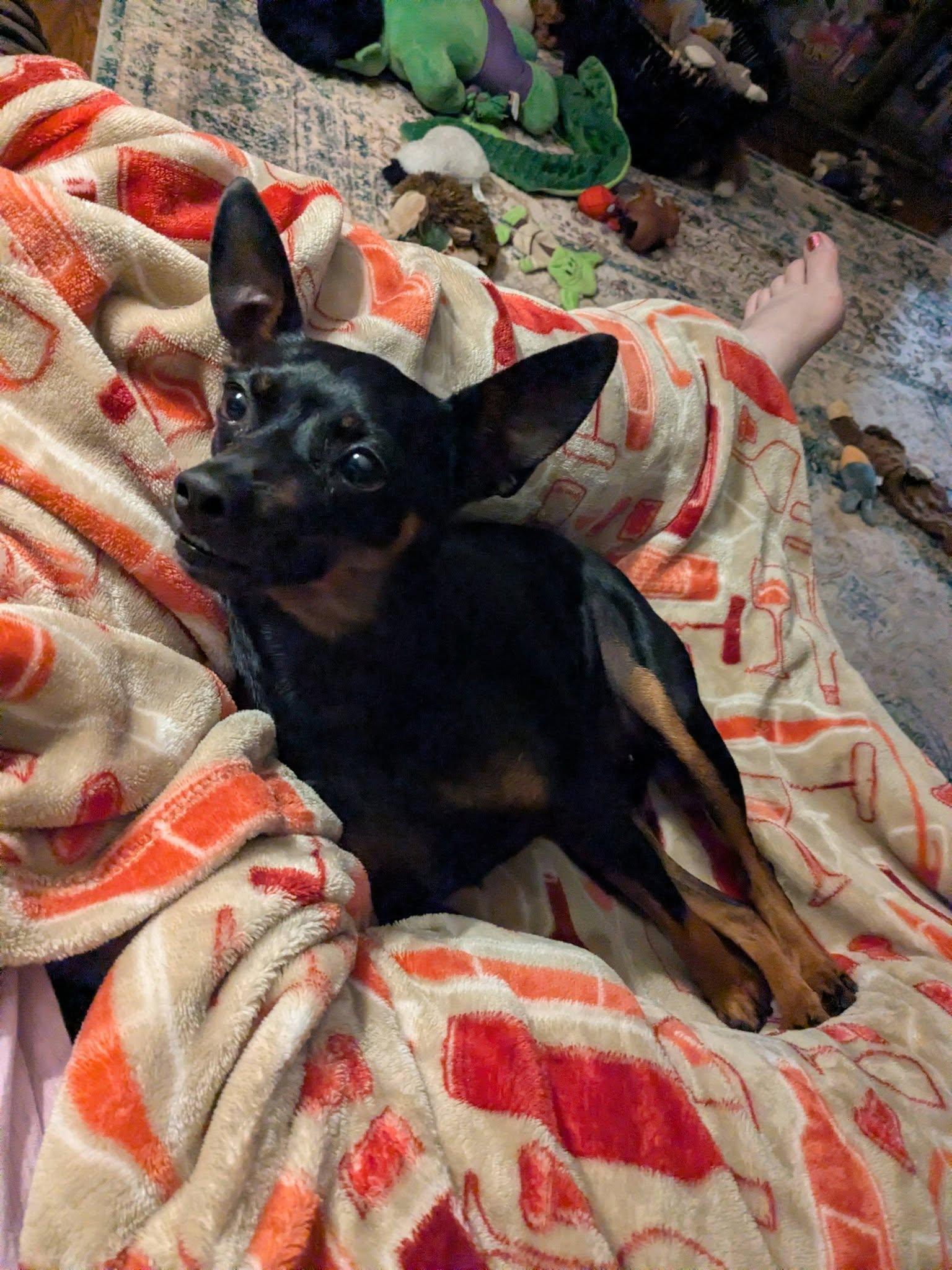 Enlarge Tammy, an adopted Miniature Pinscher in Powder Springs, GA image 3/4