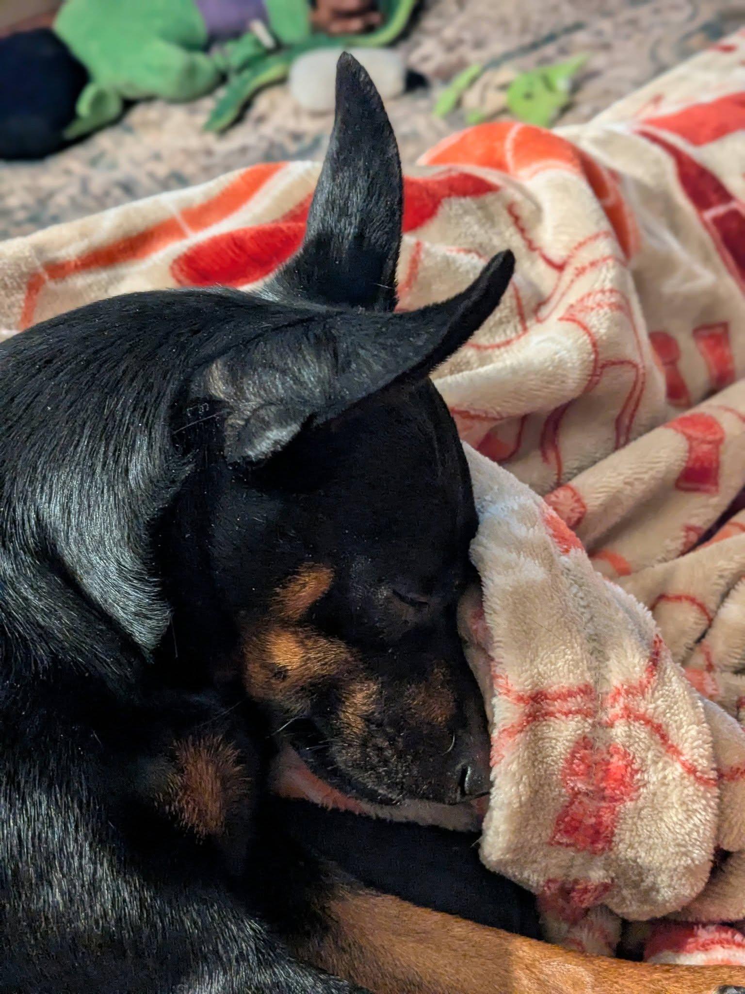 Enlarge Tammy, an adopted Miniature Pinscher in Powder Springs, GA image 4/4