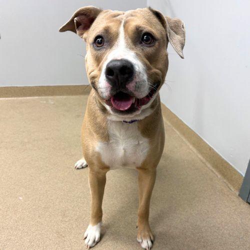 FIFA, Adoptable, Adult Male American Staffordshire Terrier.