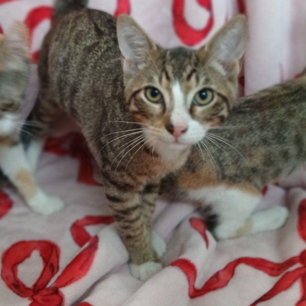 Amos *Meet me at Plymouth Petsmart* photo