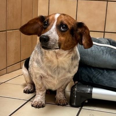 Enlarge Kevin, a Adoptable mixed breed in Tulsa, OK image 1/2