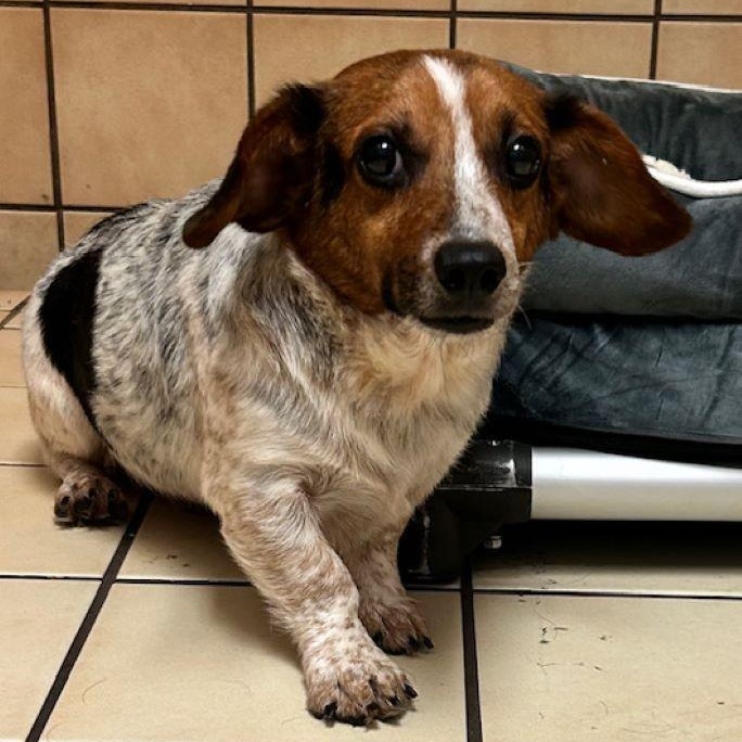 Enlarge Kevin, a Adoptable mixed breed in Tulsa, OK image 2/2