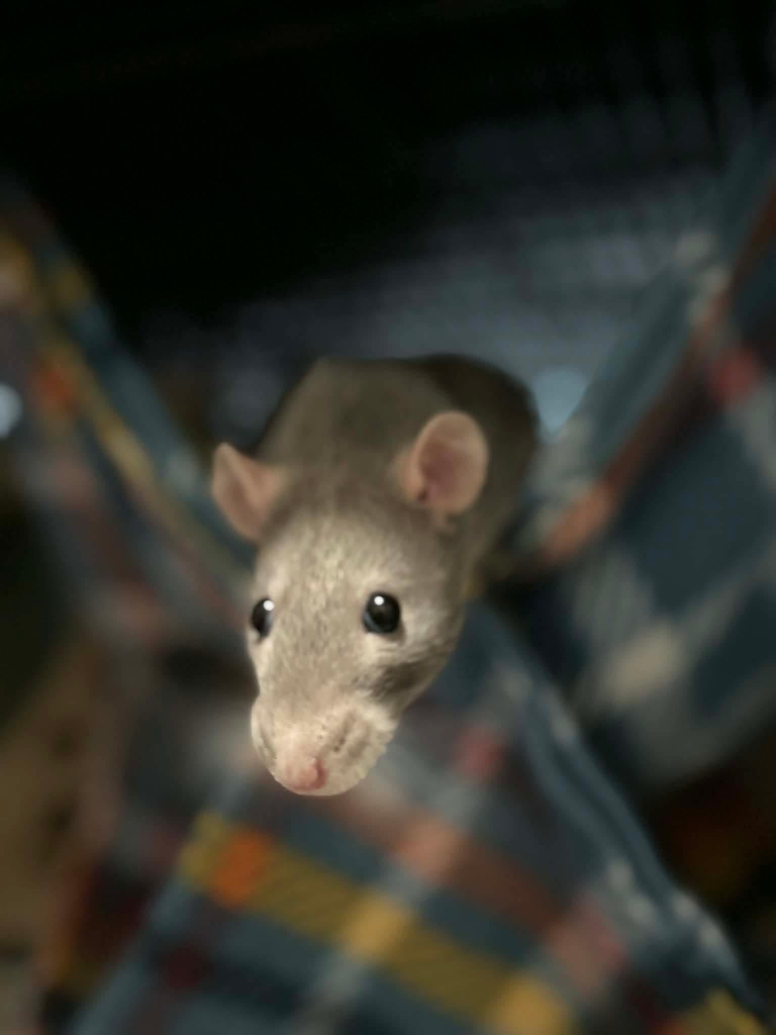 Enlarge Tia, Zia and Eudora, a ADOPTABLE Rat in Eugene, OR image 3/6