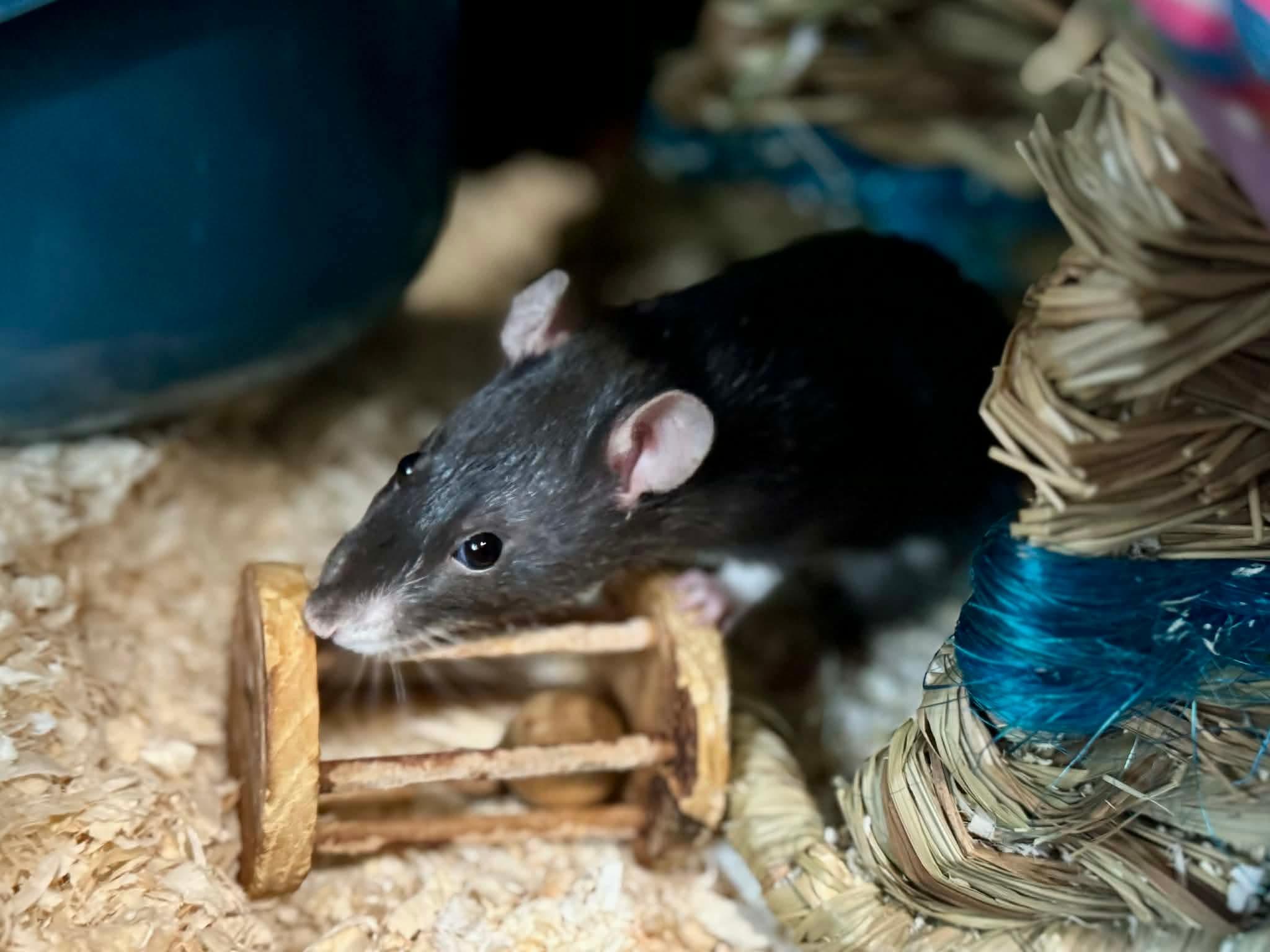Tia, Zia and Eudora, ADOPTABLE, Young Female Rat.