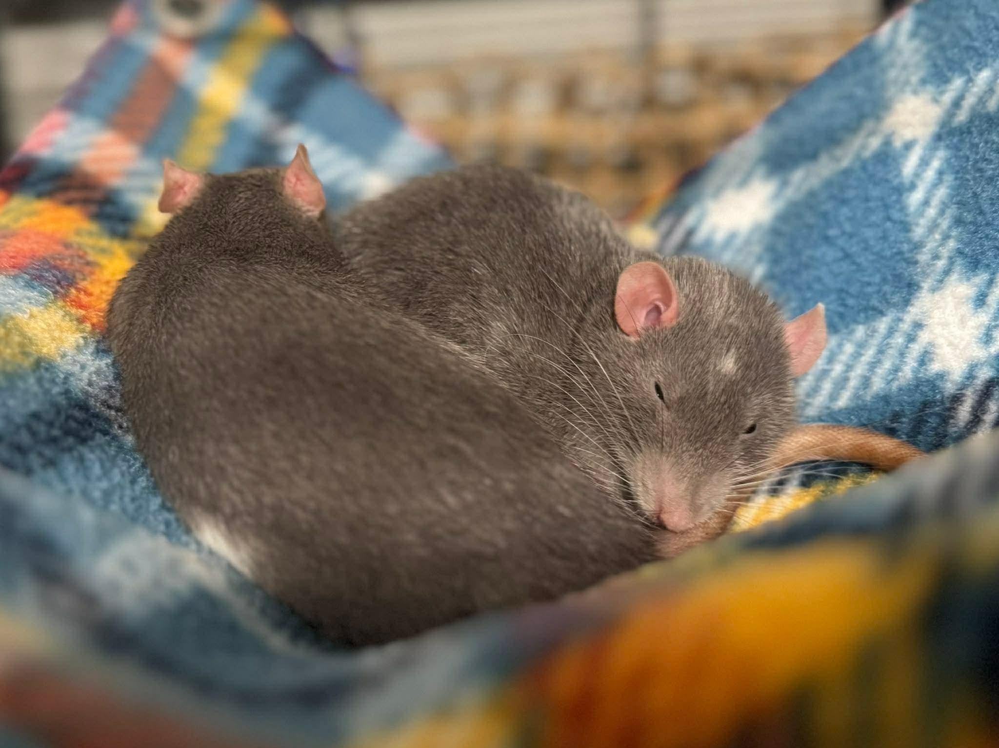 Enlarge Tia, Zia and Eudora, a ADOPTABLE Rat in Eugene, OR image 6/6