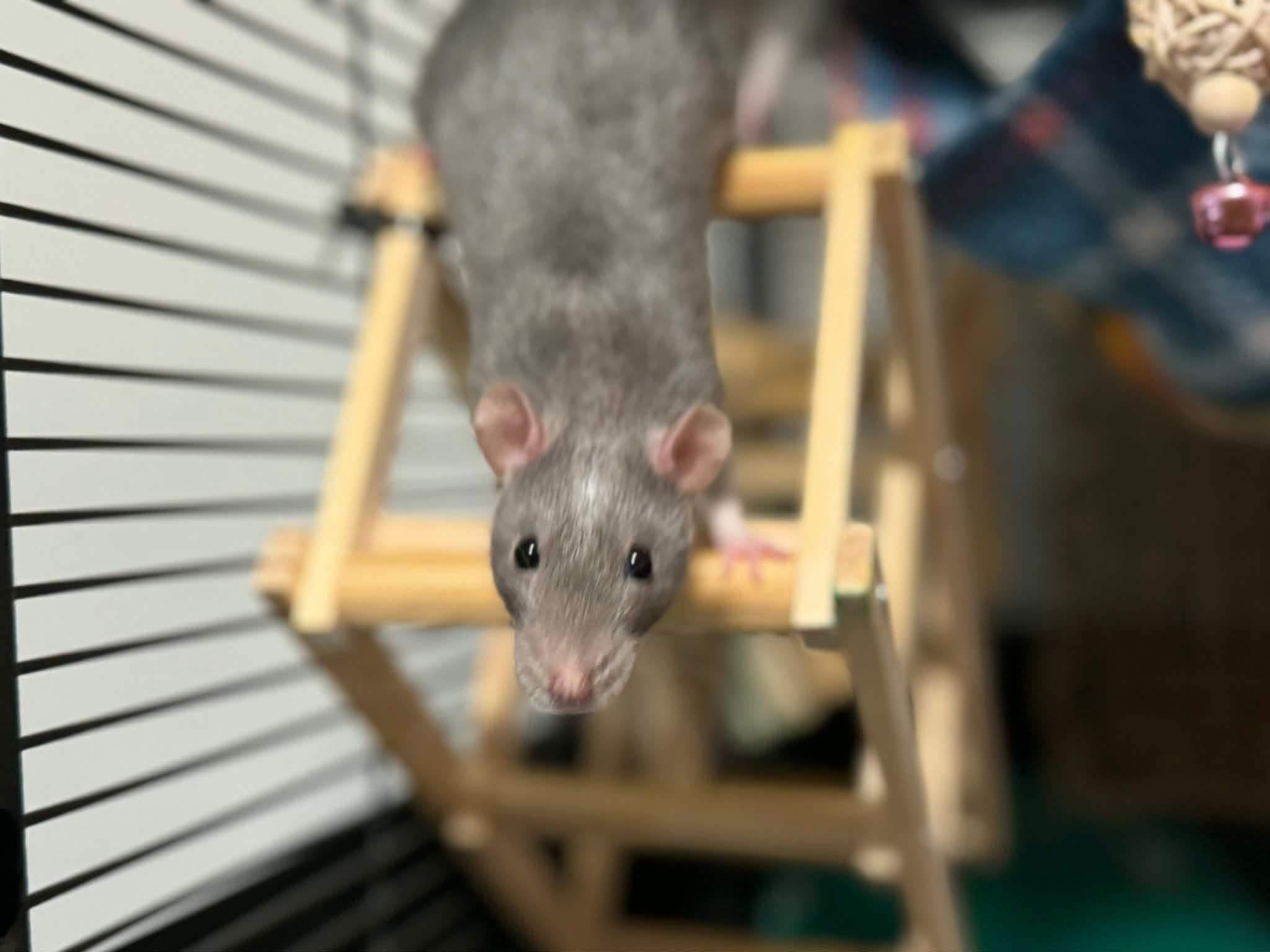 Enlarge Tia, Zia and Eudora, a ADOPTABLE Rat in Eugene, OR image 4/6