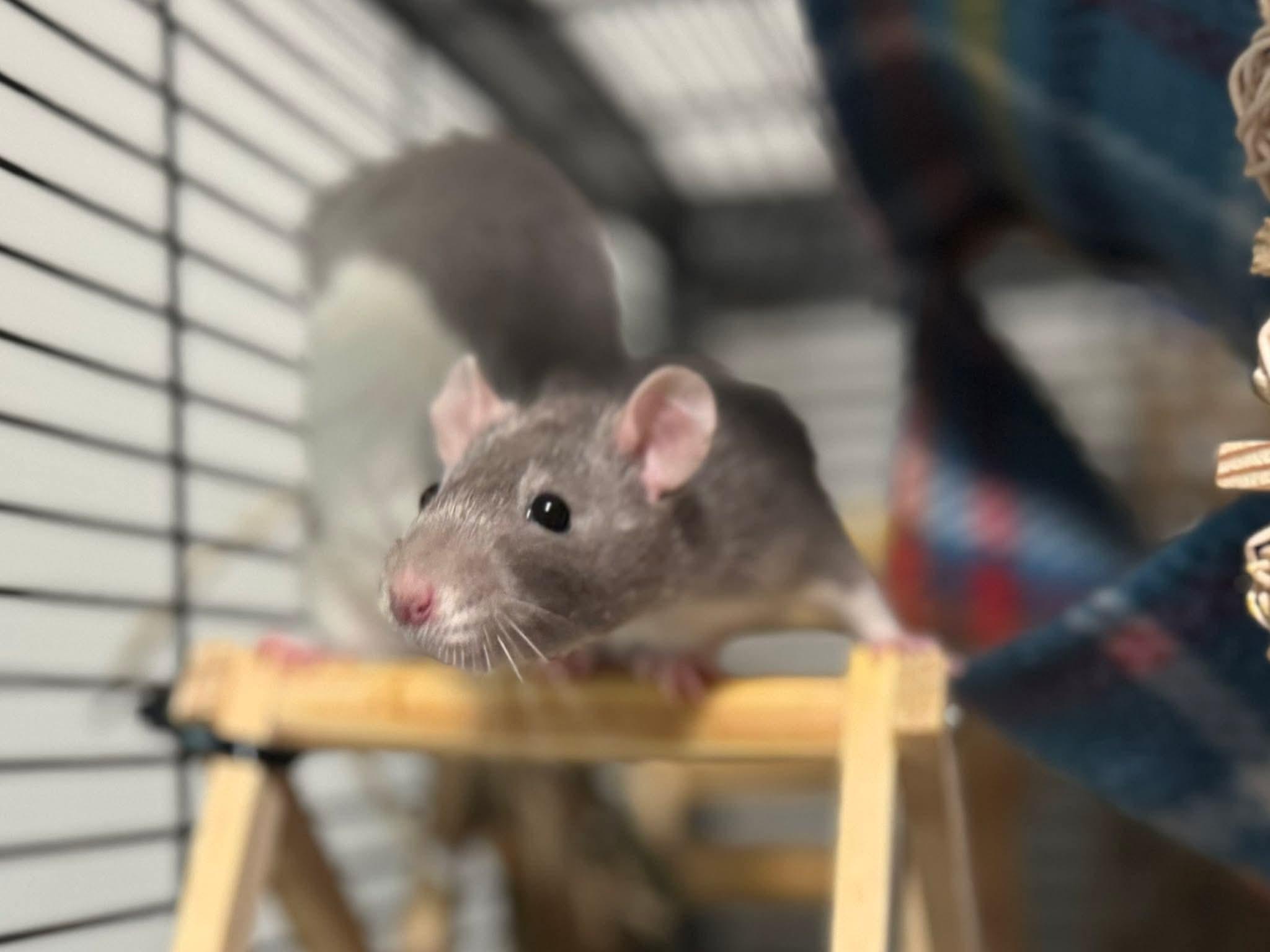 Enlarge Tia, Zia and Eudora, a ADOPTABLE Rat in Eugene, OR image 5/6