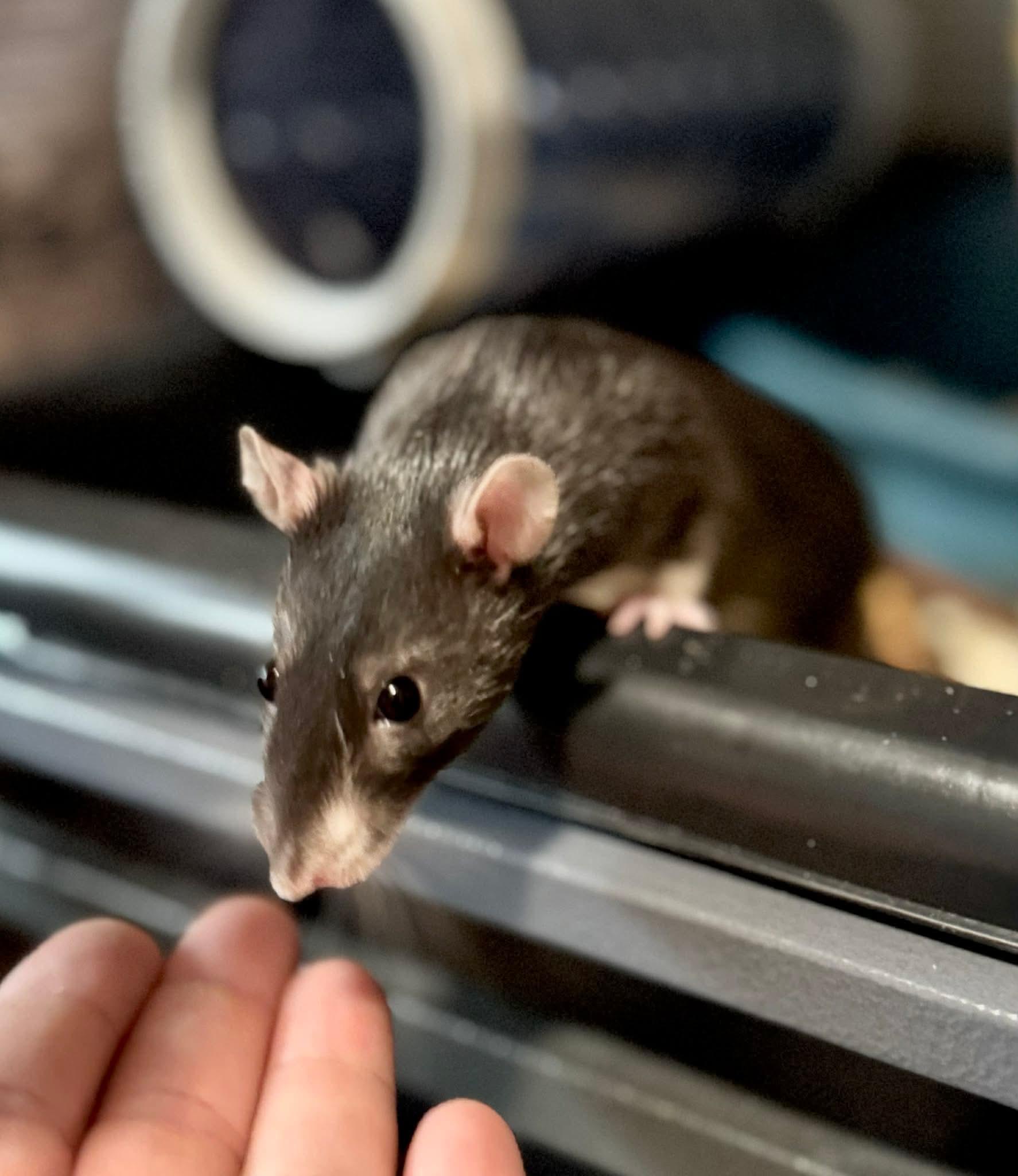 Enlarge Tia, Zia and Eudora, a ADOPTABLE Rat in Eugene, OR image 2/6