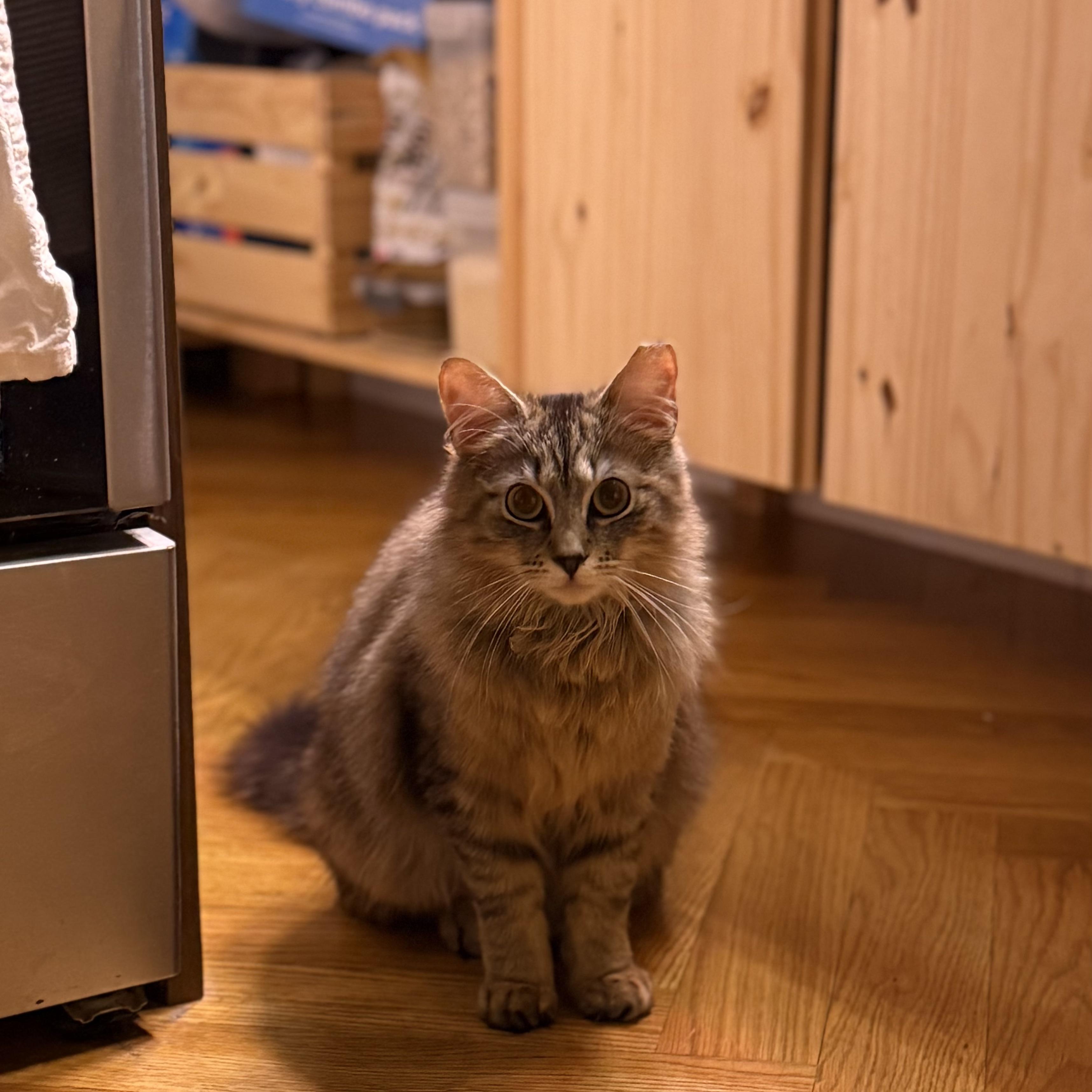 Tartufo - please read bio photo 5