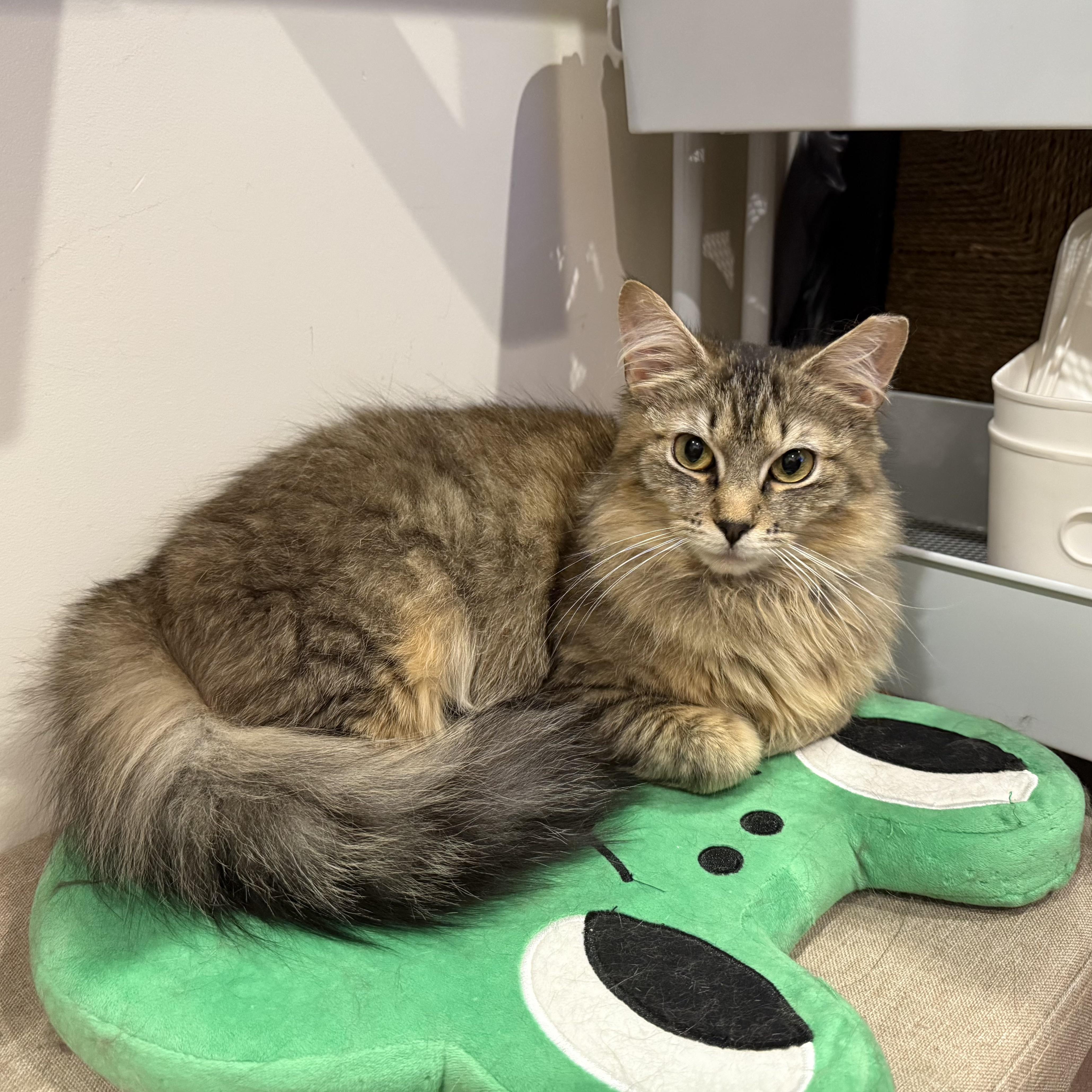 Tartufo - please read bio photo 4
