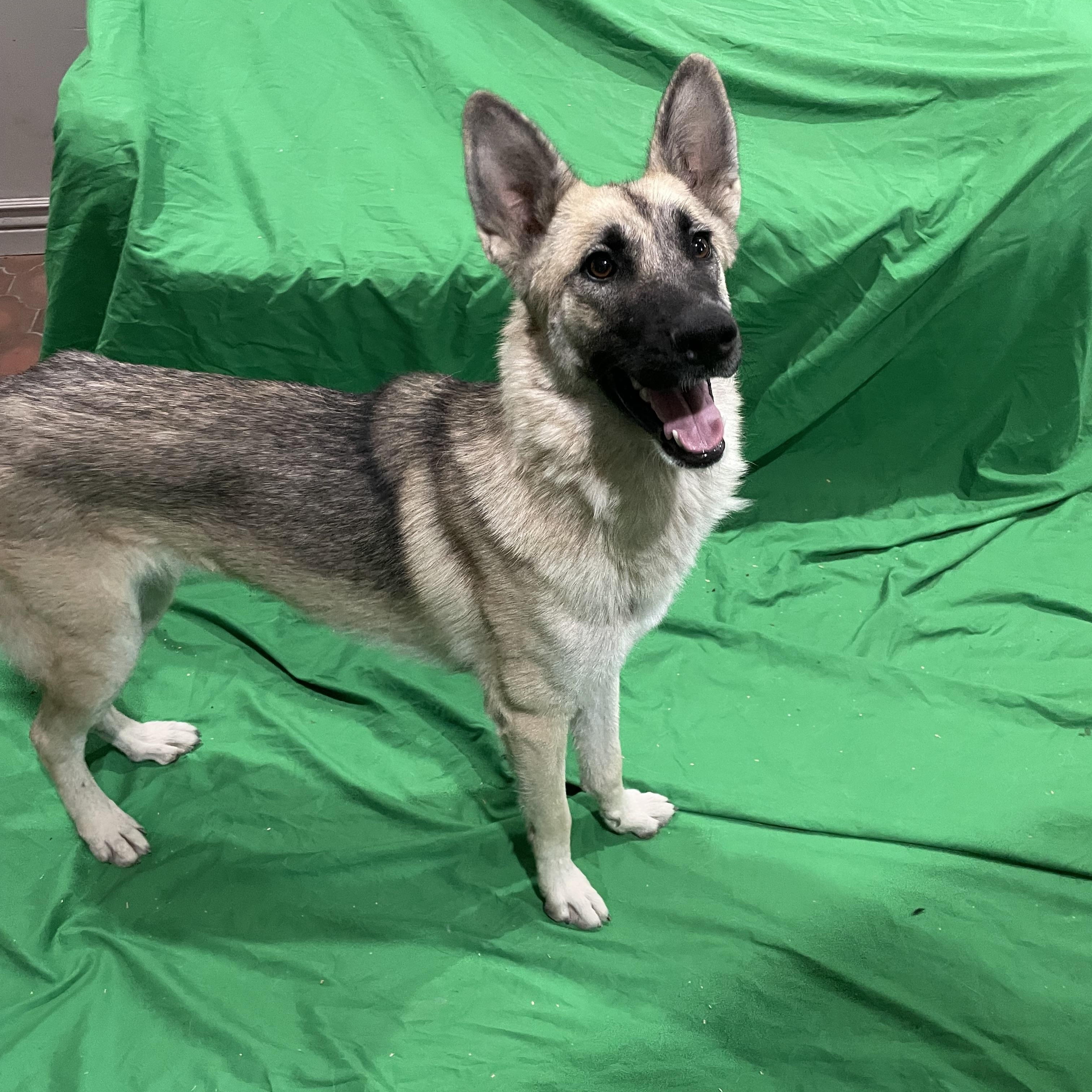 Maggi, Adoptable, Adult Female German Shepherd Dog.