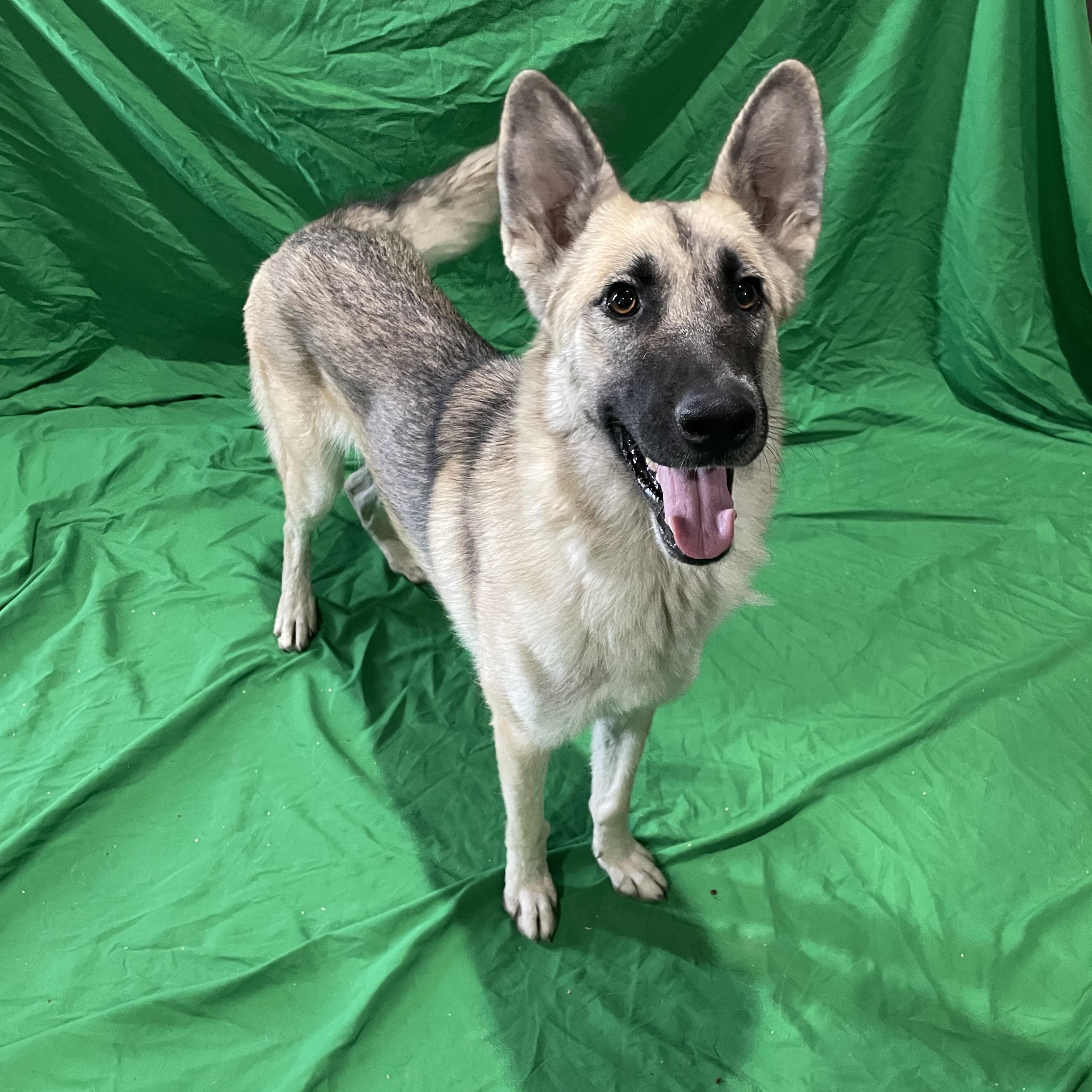 Enlarge Maggi, a Adoptable German Shepherd Dog in Lisbon, OH image 2/3