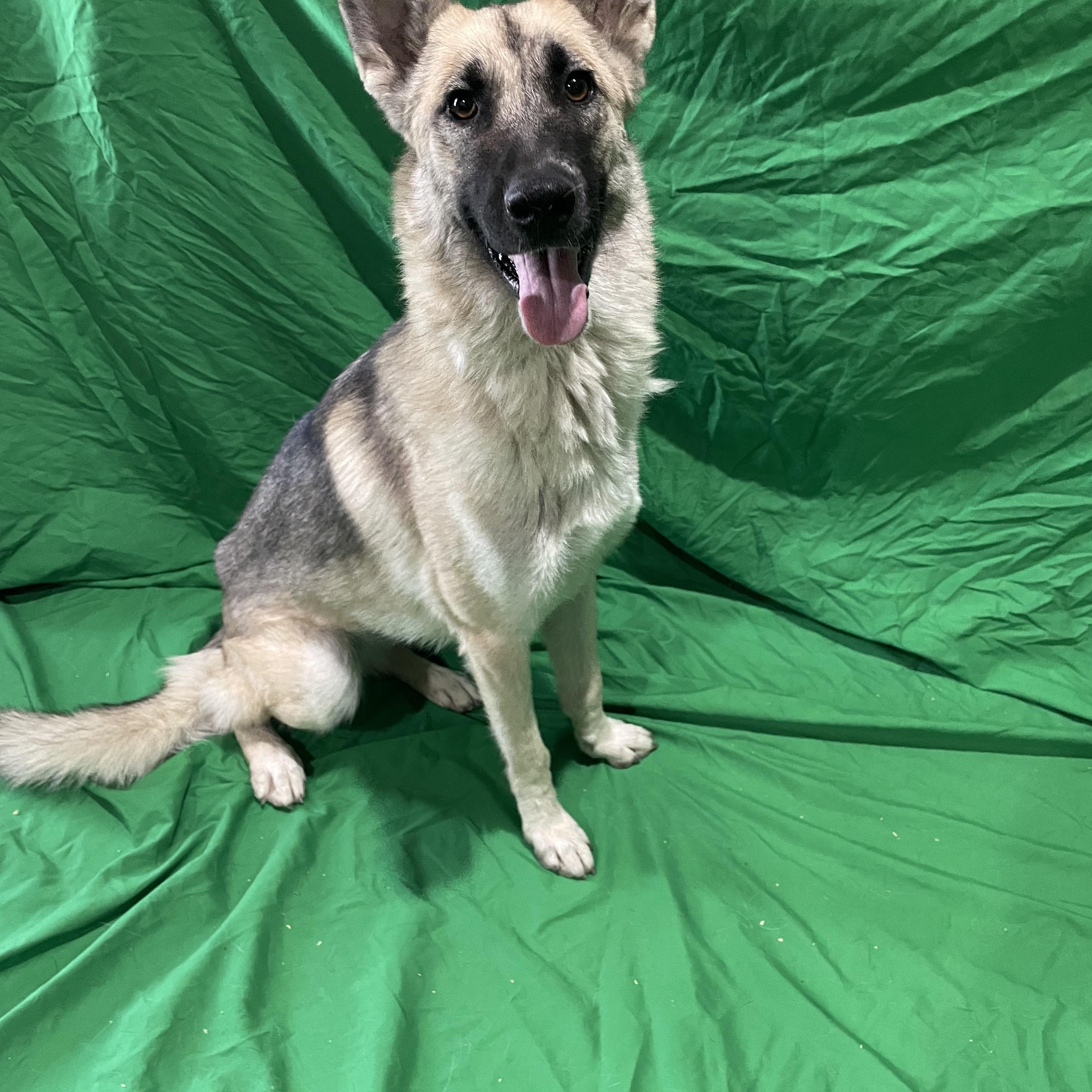 Enlarge Maggi, a Adoptable German Shepherd Dog in Lisbon, OH image 3/3
