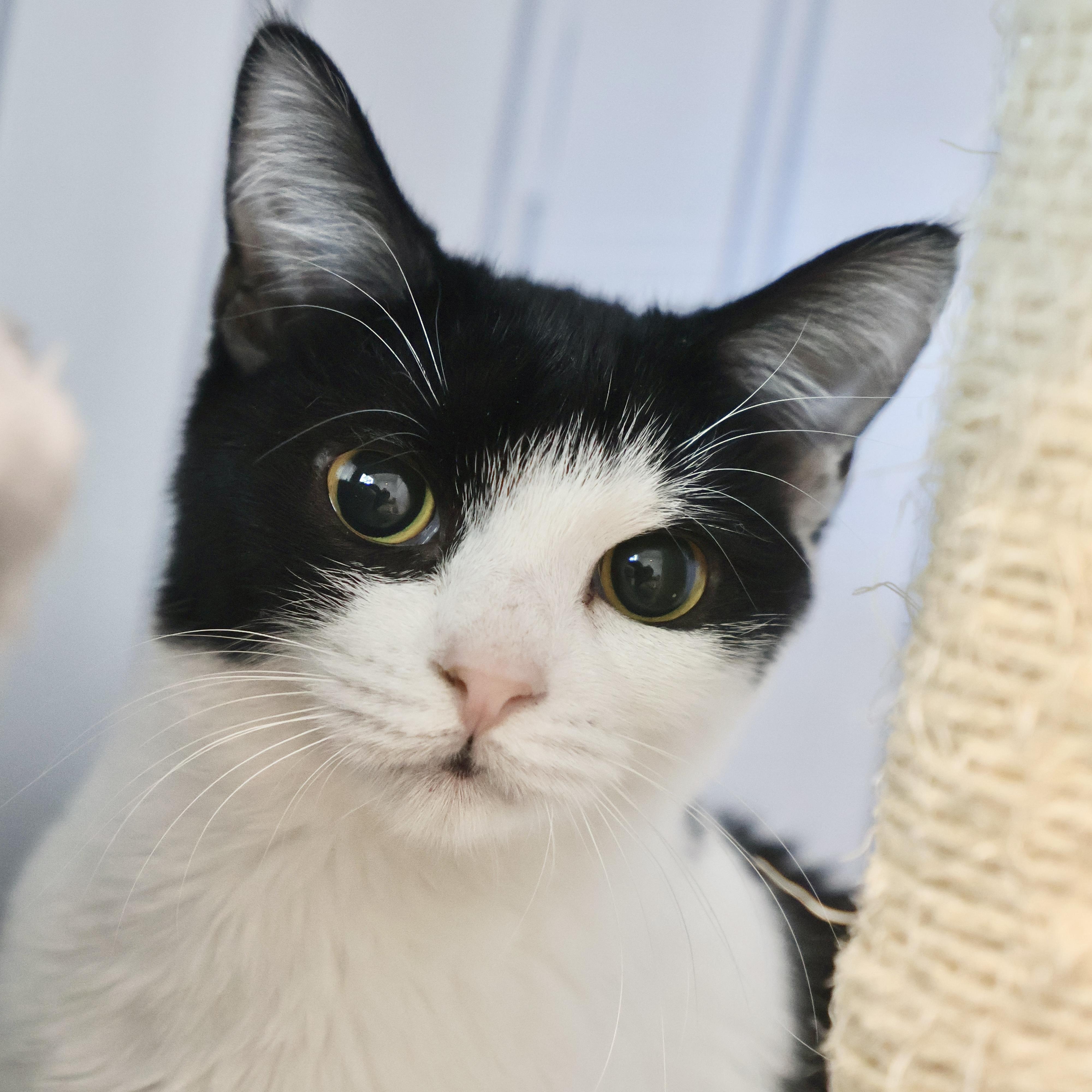 Enlarge Honey Bee *bonded to Queen Bee*, an adopted Domestic Short Hair in Briarcliff Manor, NY image 1/1