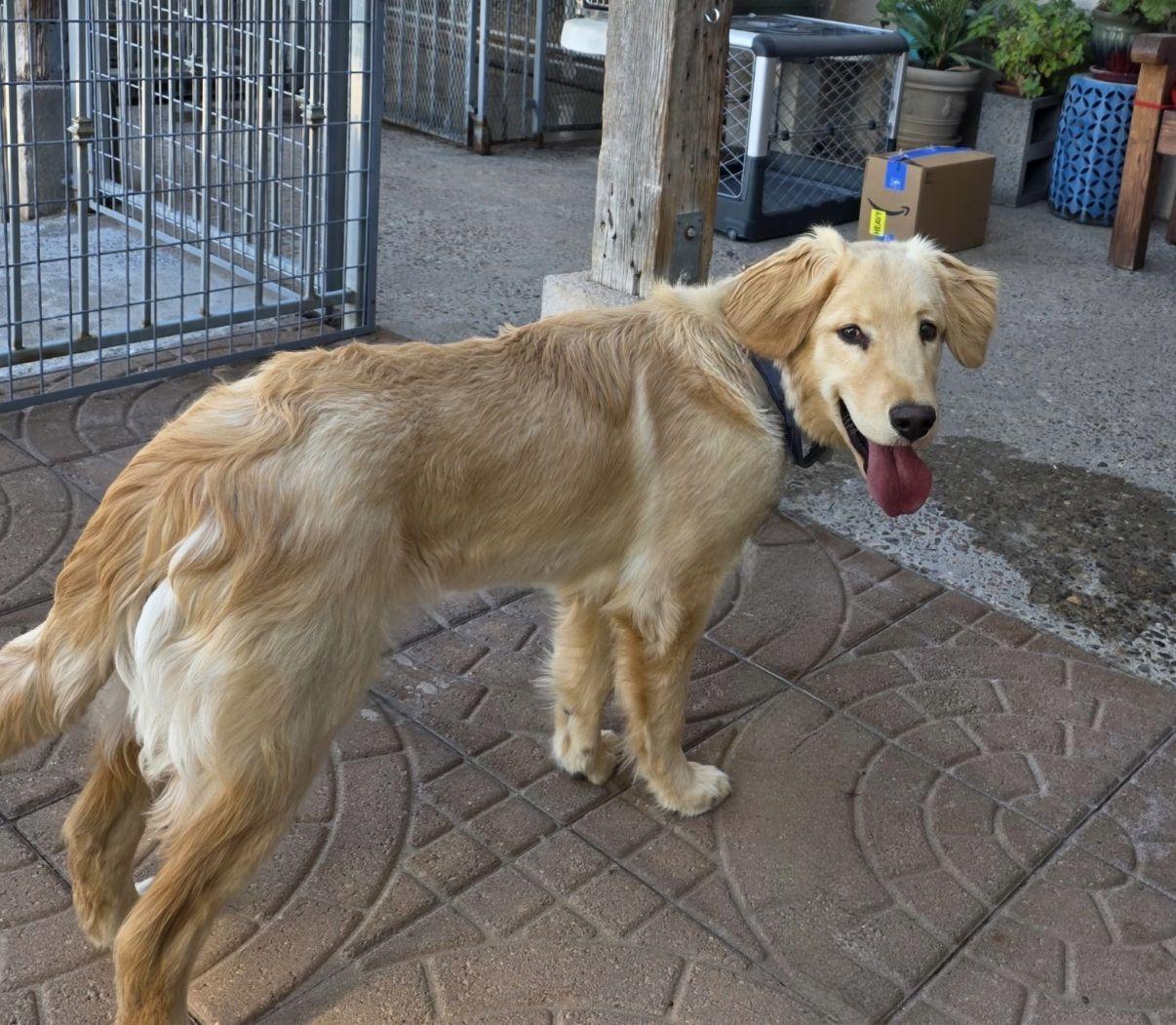 Enlarge Hunter, an adopted Golden Retriever in El Paso, TX image 2/6