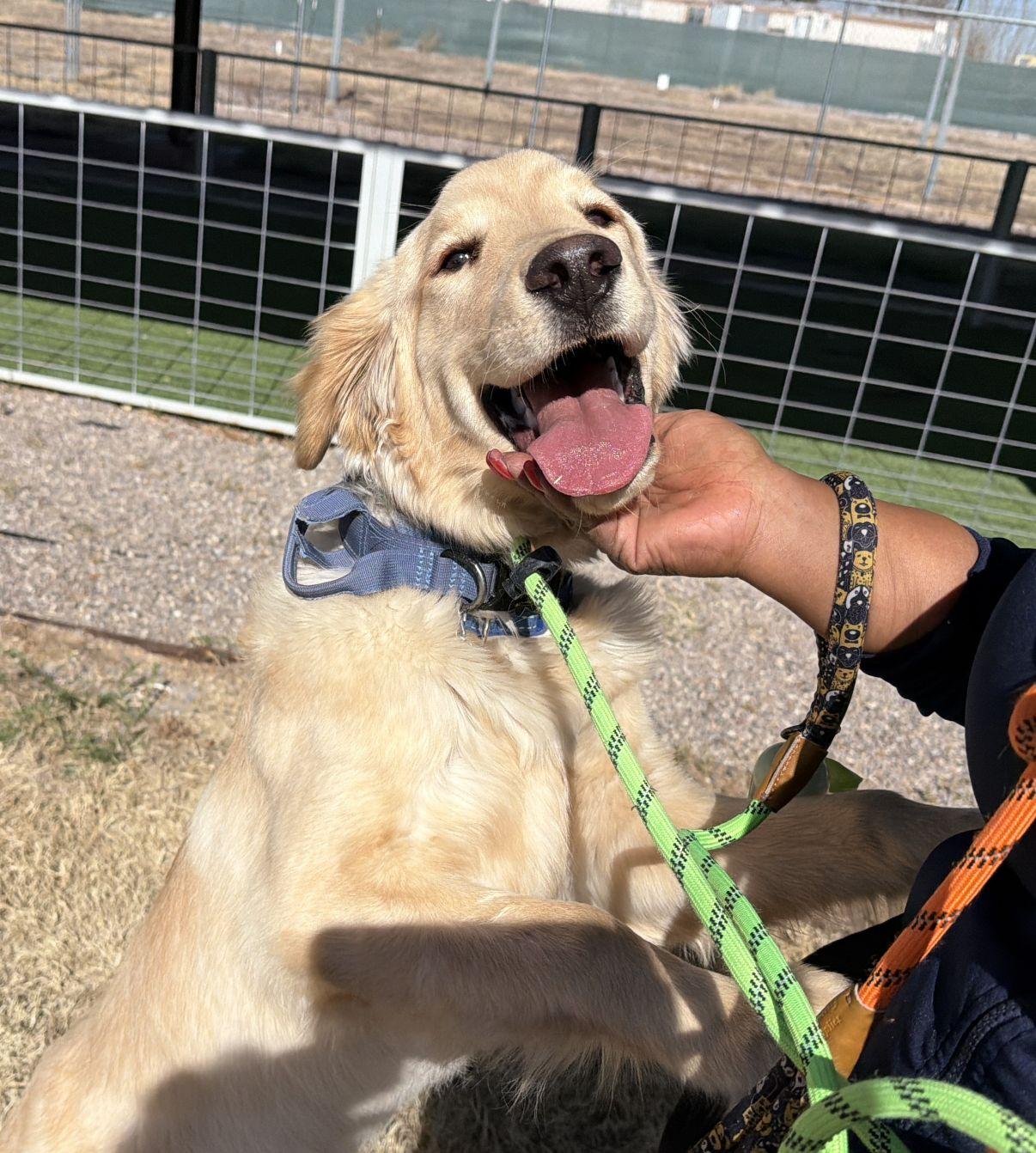 Enlarge Hunter, an adopted Golden Retriever in El Paso, TX image 3/6