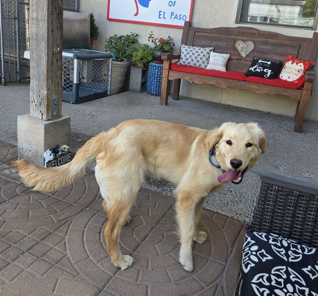 Enlarge Hunter, an adopted Golden Retriever in El Paso, TX image 1/6