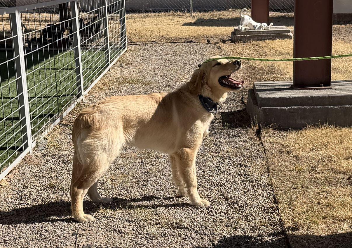 Enlarge Hunter, an adopted Golden Retriever in El Paso, TX image 4/6