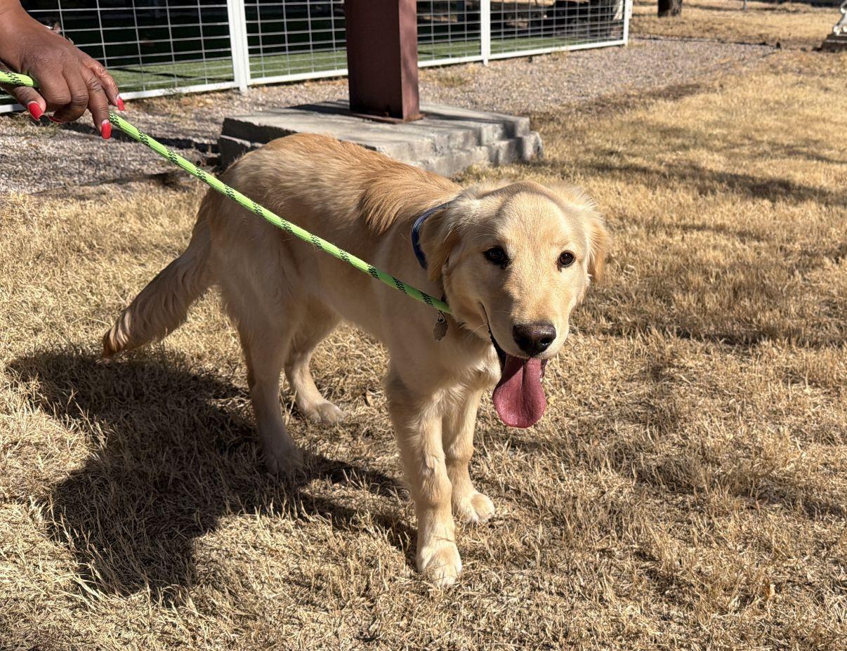 Enlarge Hunter, an adopted Golden Retriever in El Paso, TX image 5/6