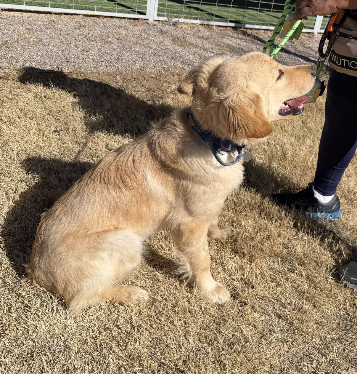 Enlarge Hunter, an adopted Golden Retriever in El Paso, TX image 6/6