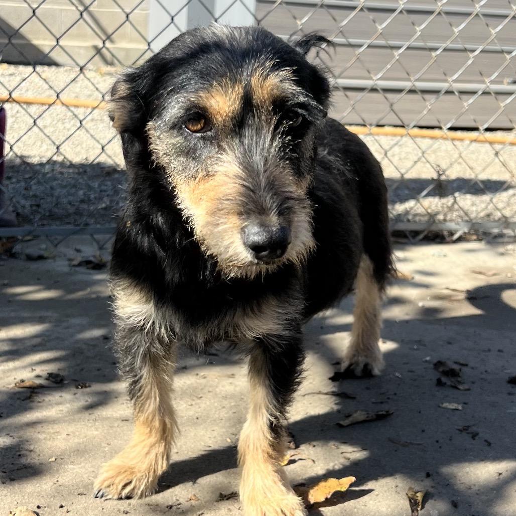 Audrey (Mama), Adoptable, Adult Female Terrier.