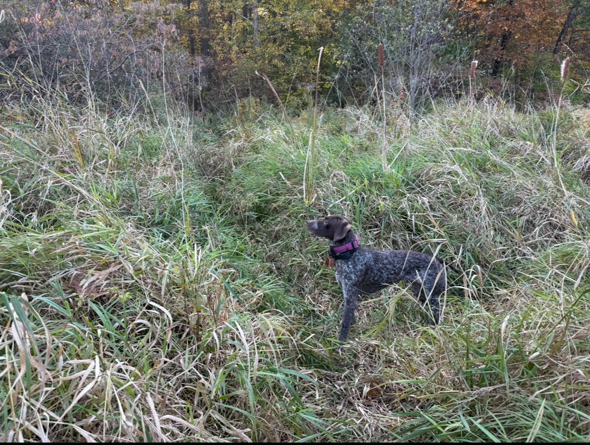 Raven, Adopted, Adult Female German Shorthaired Pointer.