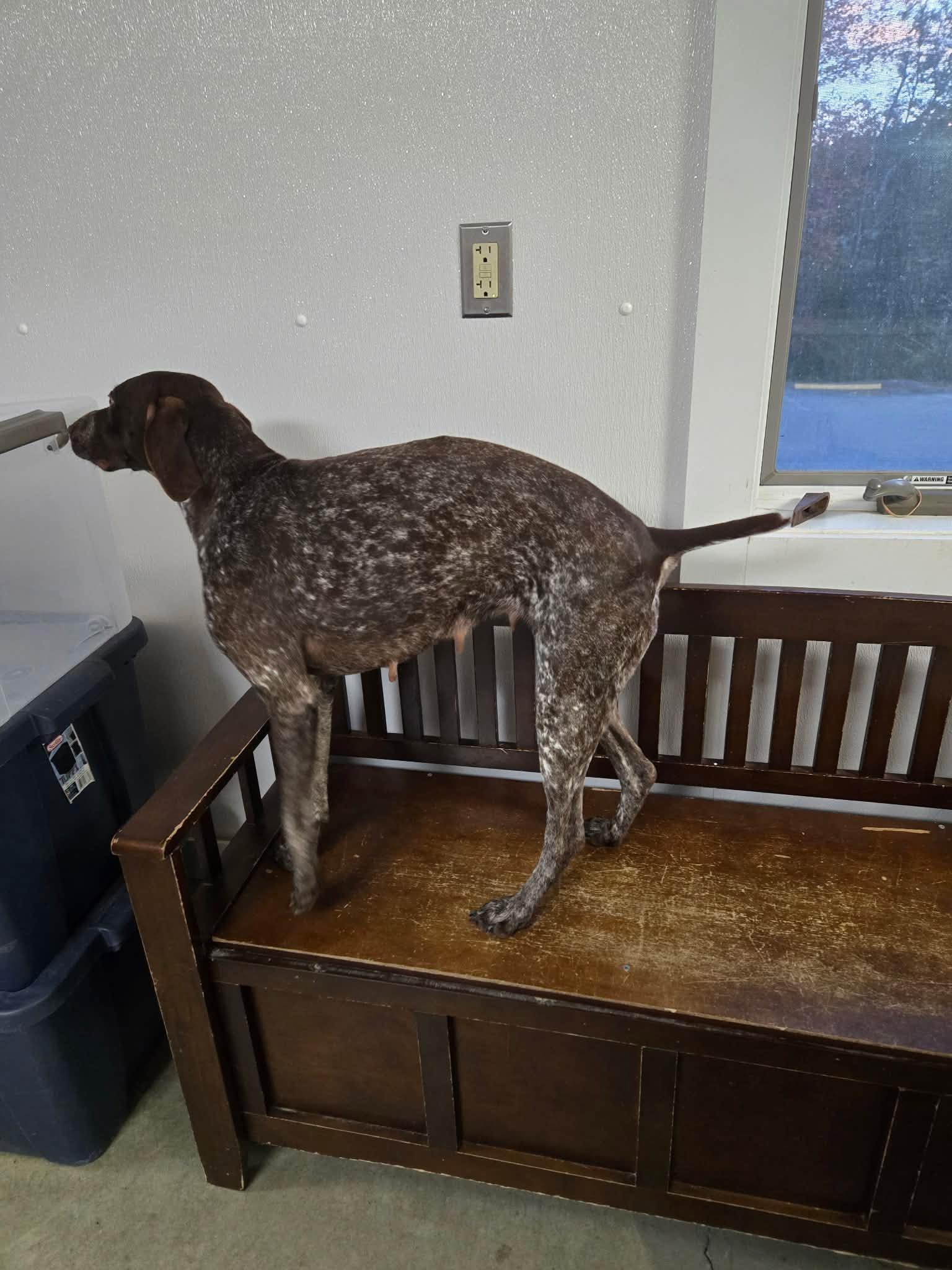 Enlarge Raven, a Adopted German Shorthaired Pointer in Tewksbury, MA image 3/3