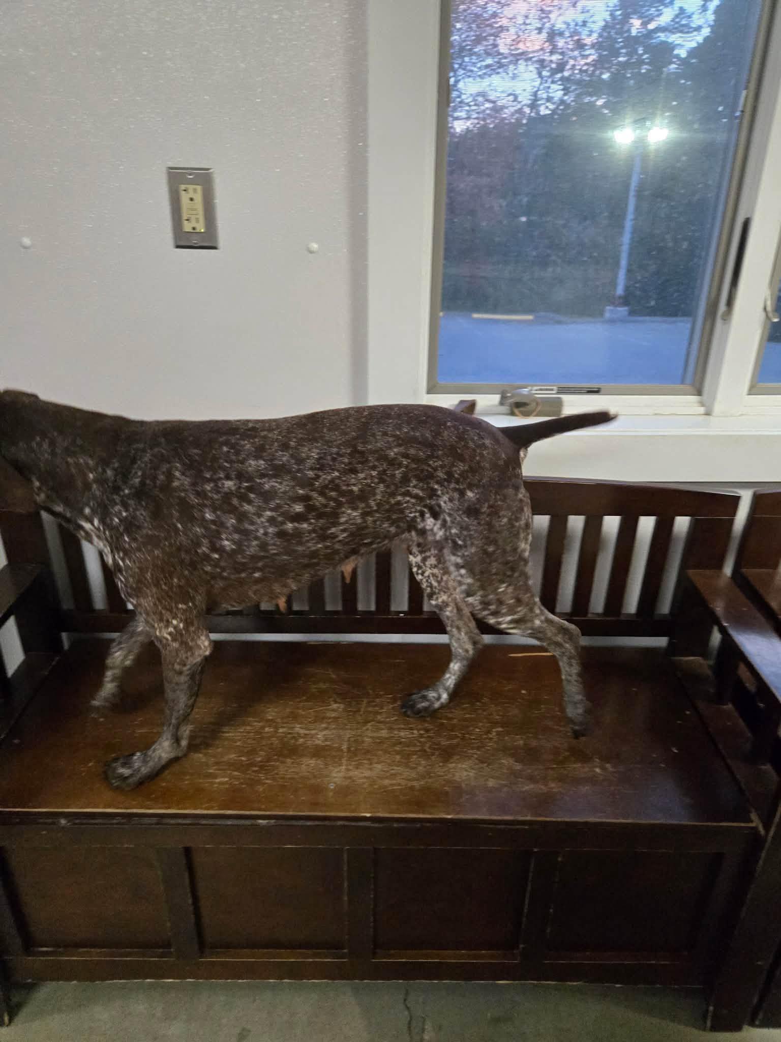 Enlarge Raven, a Adopted German Shorthaired Pointer in Tewksbury, MA image 2/3