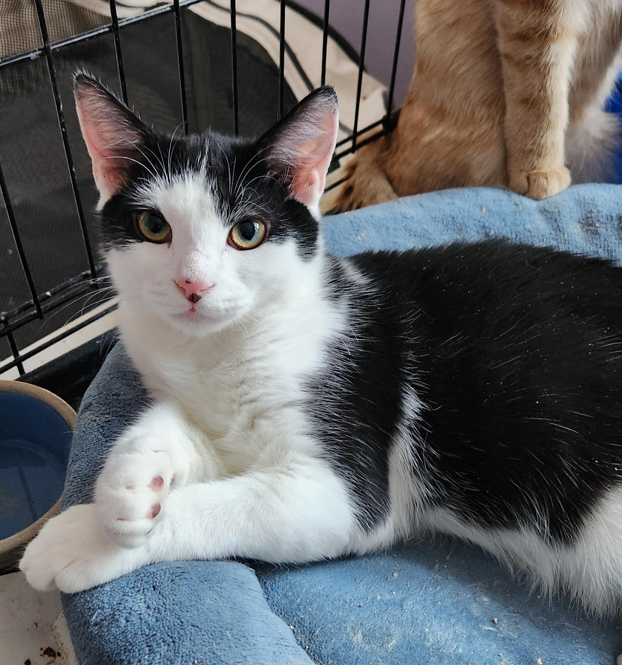 Enlarge Peter, a Adoptable Domestic Short Hair in Peekskill, NY image 1/1