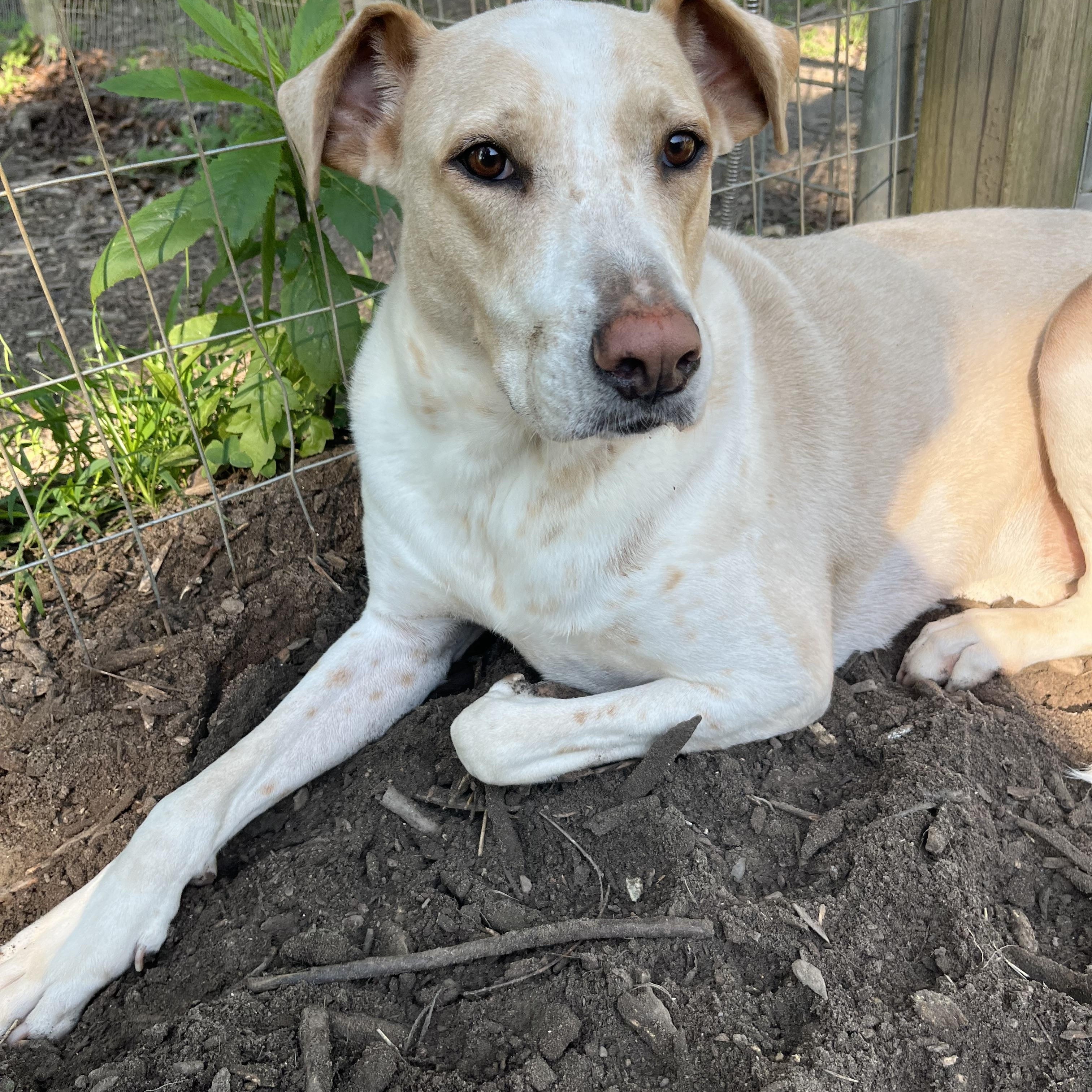 Peppermint, ADOPTABLE, Adult Female Labrador Retriever & Cattle Dog.