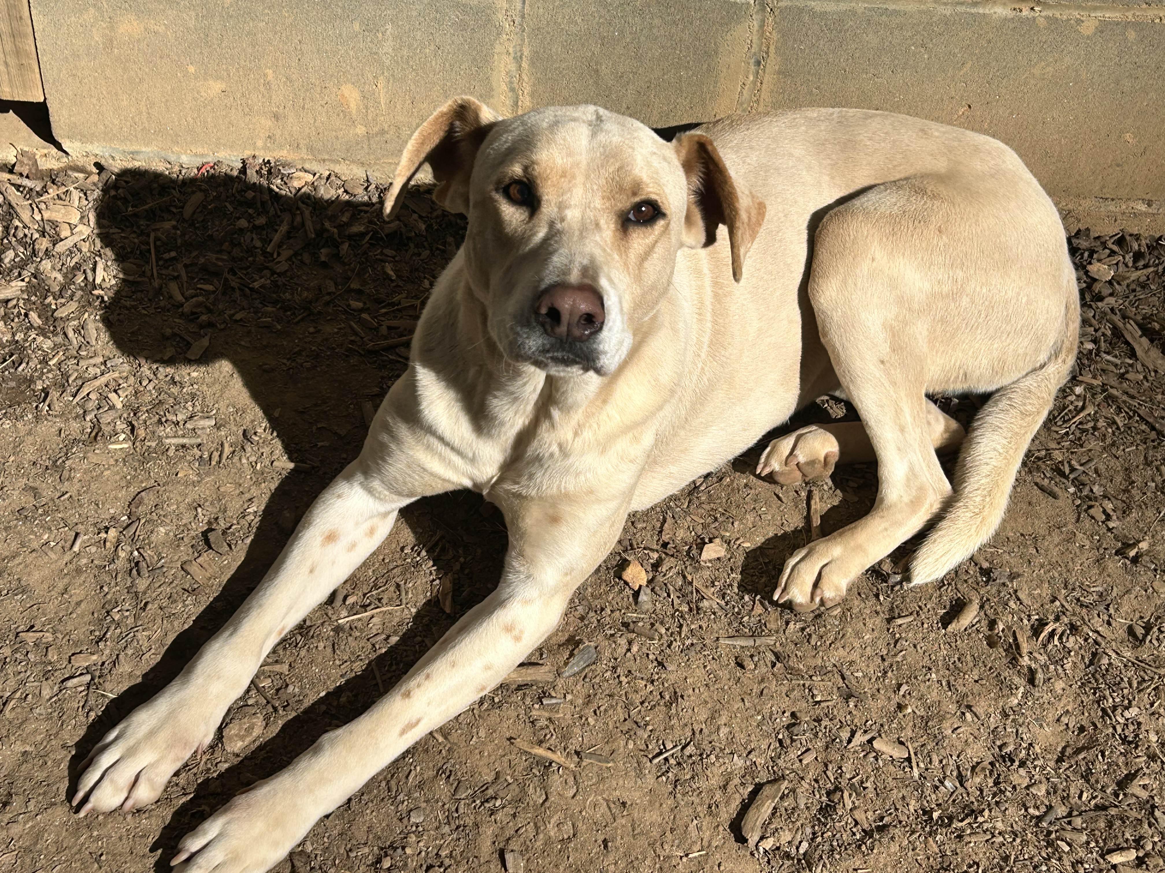 Peppermint, ADOPTABLE, Adult Female Labrador Retriever & Cattle Dog.