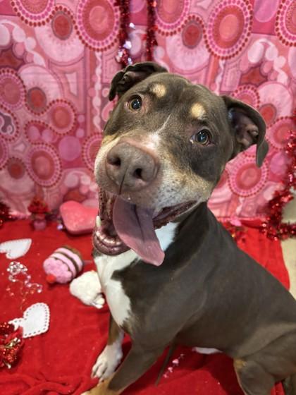 Reese, Adoptable, Adult Male Pit Bull Terrier & Labrador Retriever.