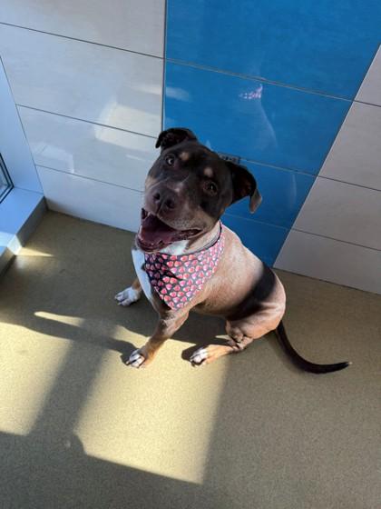 Reese, a Adoptable mixed breed in North Richland Hills, TX image 2/3