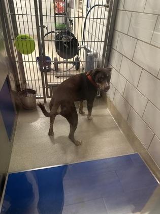 Reese, Adoptable, Adult Male Pit Bull Terrier & Labrador Retriever.