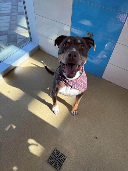 Reese, a Adoptable mixed breed in North Richland Hills, TX image 3/3