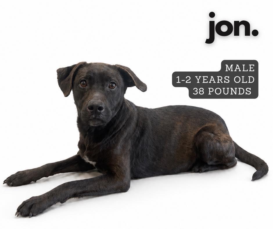 Enlarge Jon, a Adoptable mixed breed in Ashland, KY image 1/1