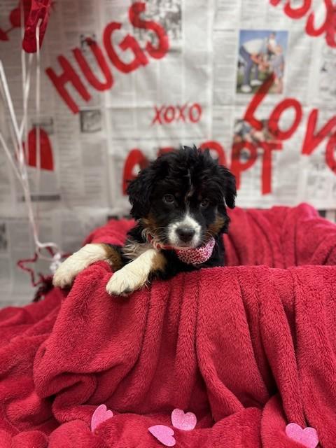 Chrissy, adopted, Puppy Female Mixed Breed.