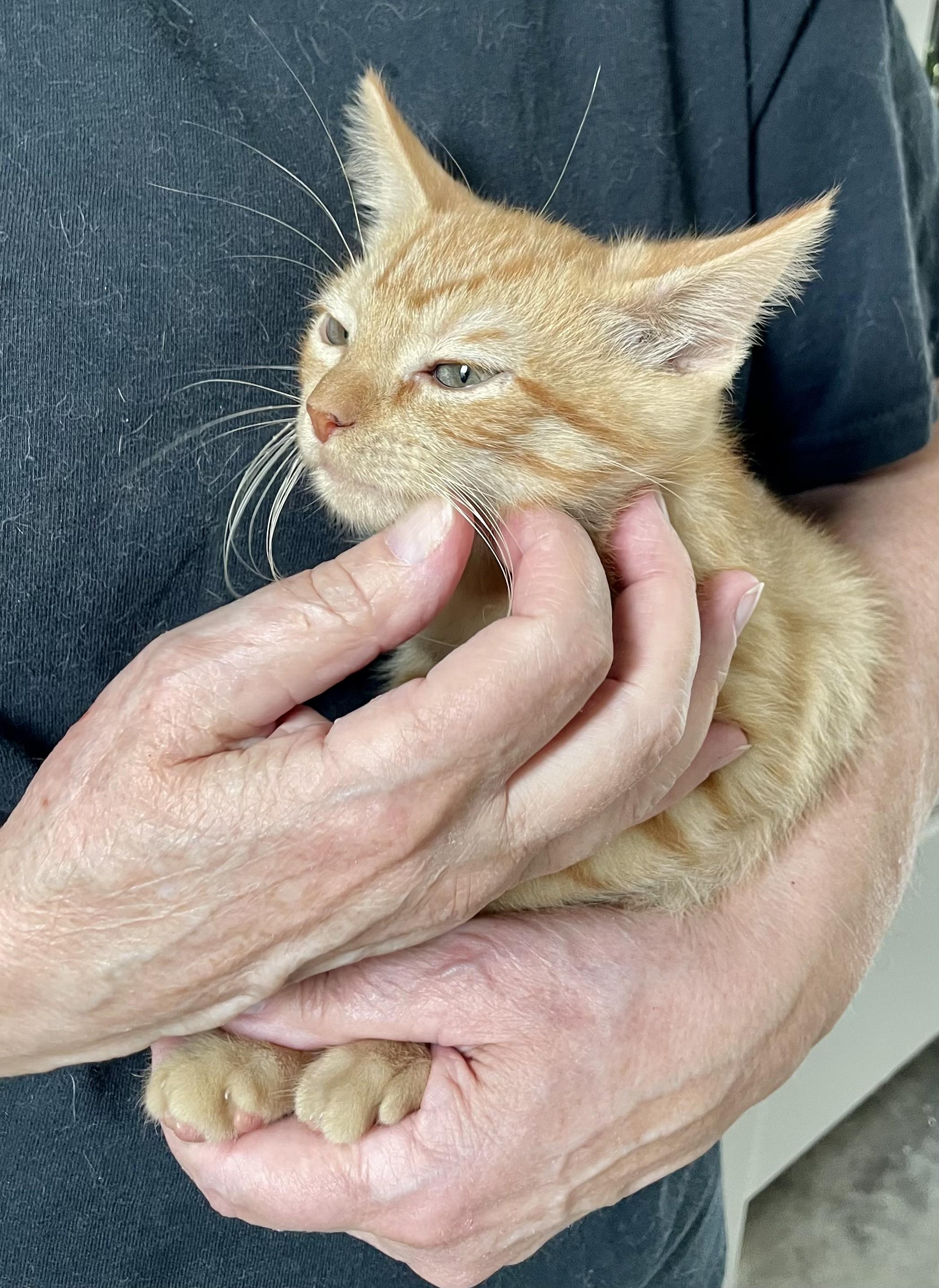 Blue (orange boy, more pics coming soon!), a Adoptable Domestic Short Hair in Vancouver, WA image 3/3